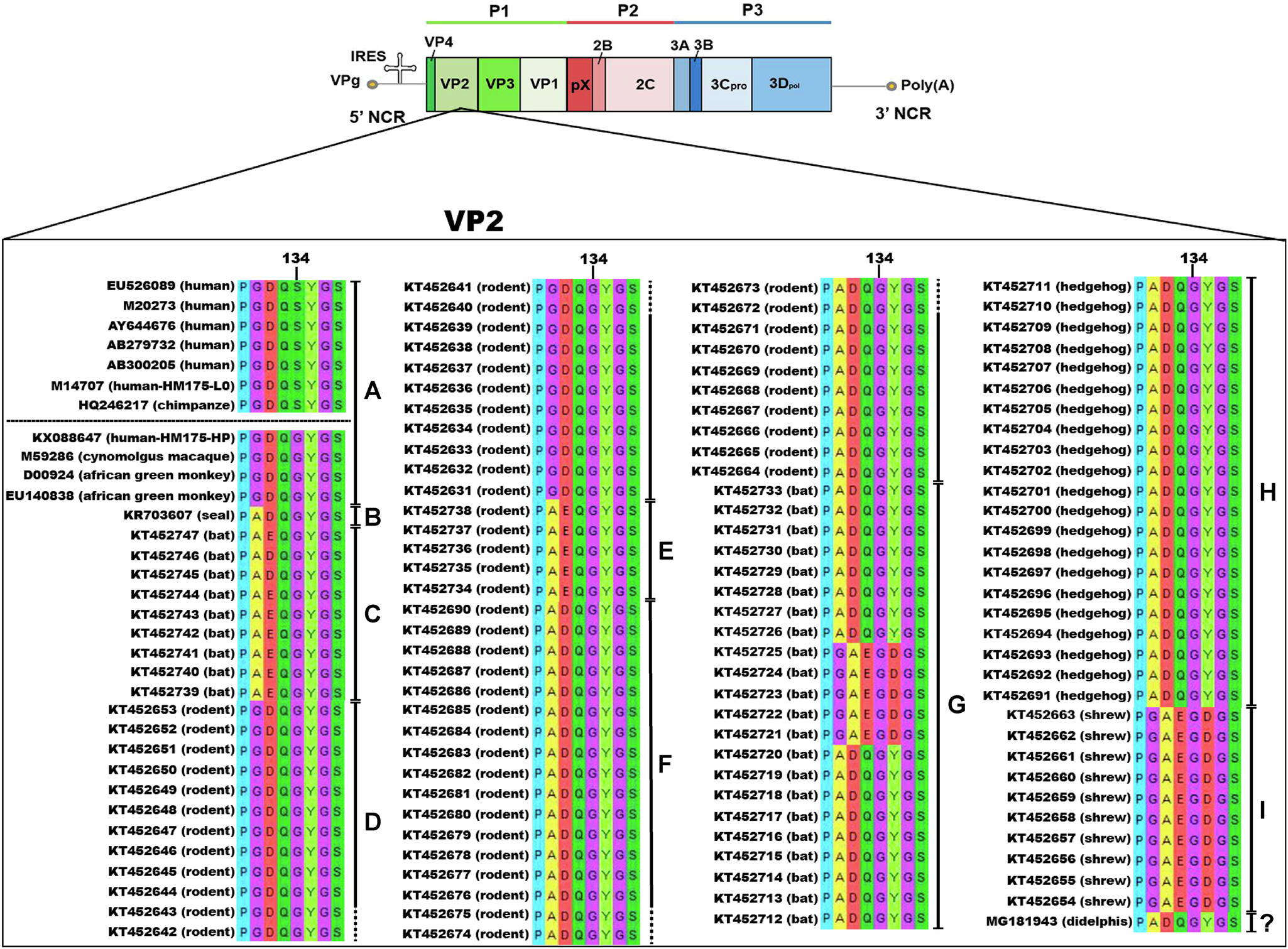 Fig. 8: Phylogenetic conservation of residue 134 of VP2 in nine hepatovirus species infecting different mammalian species.