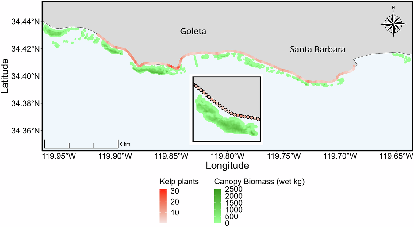 ケルプ林が地域の浜辺の生態系とつながっている(Kelp forests are connected to local beach ecosystems)