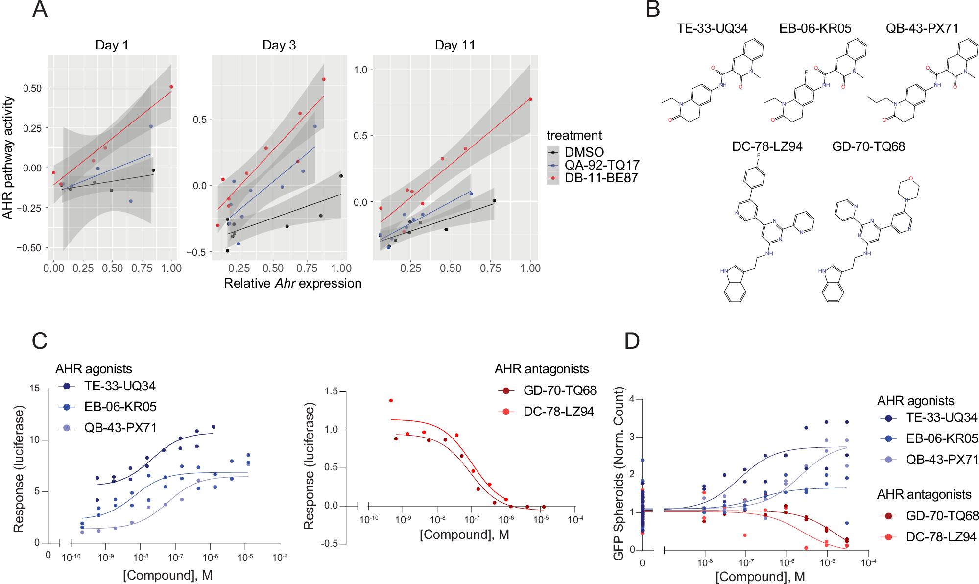 Fig. 6: AHR agonists rescue TGF-β1 impaired alveolar type 1 spheroid formation while AHR antagonists do not.
