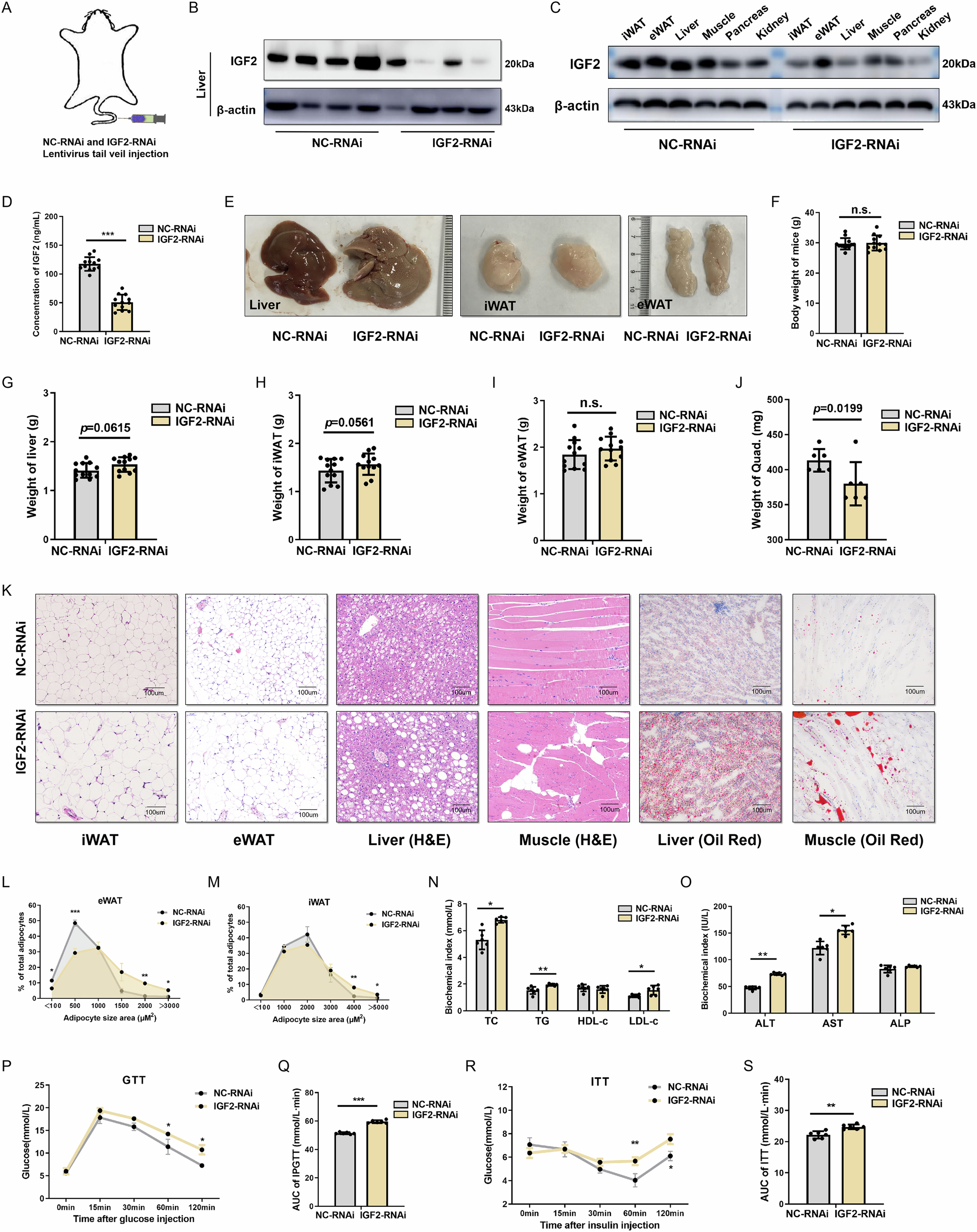 Fig. 4: Analysis of the effect of IGF2 deletion in young mice on adulthood.