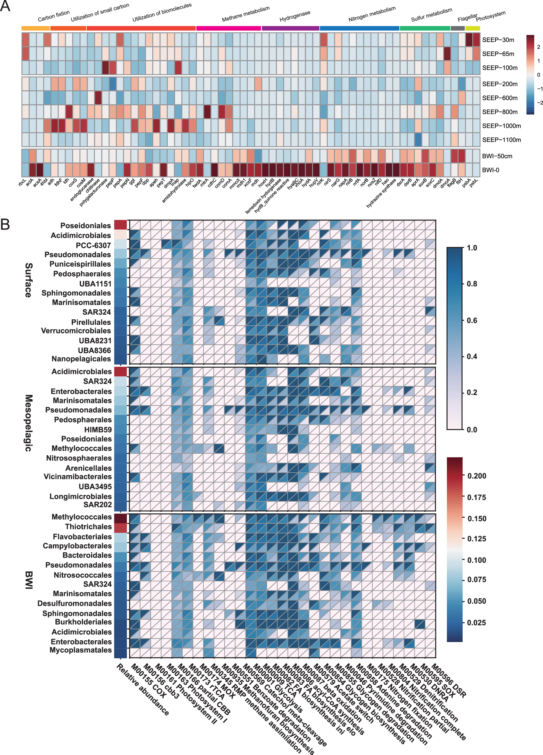Fig. 5: The metabolic potential of microbes in F-site cold seep water columns.