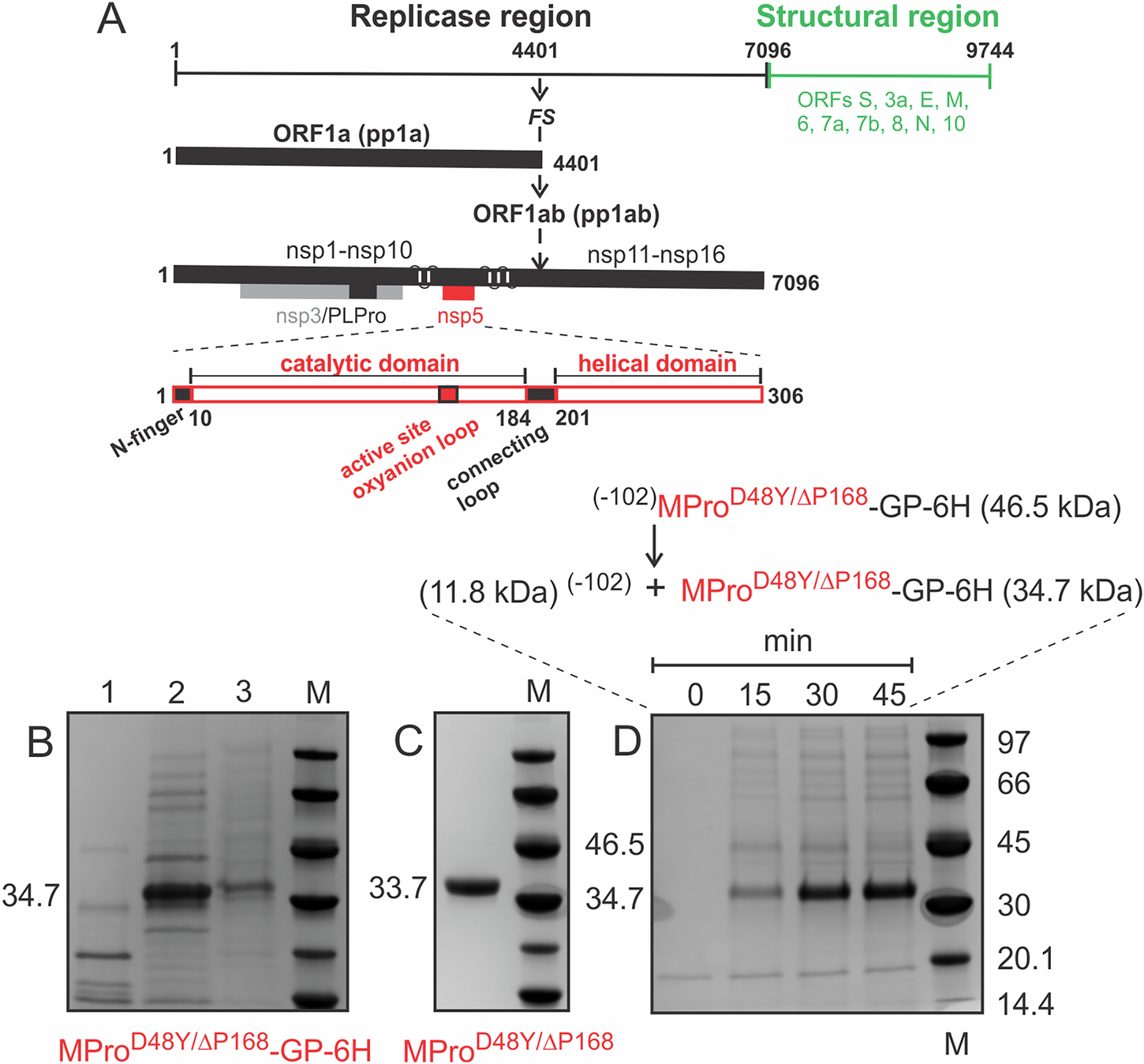 Fig. 1: Genome organization of SARS-CoV-2, purification of MProD48Y/ΔP168 dimer and autoprocessing of (−102)MProD48Y/ΔP168-GP-6H precursor.