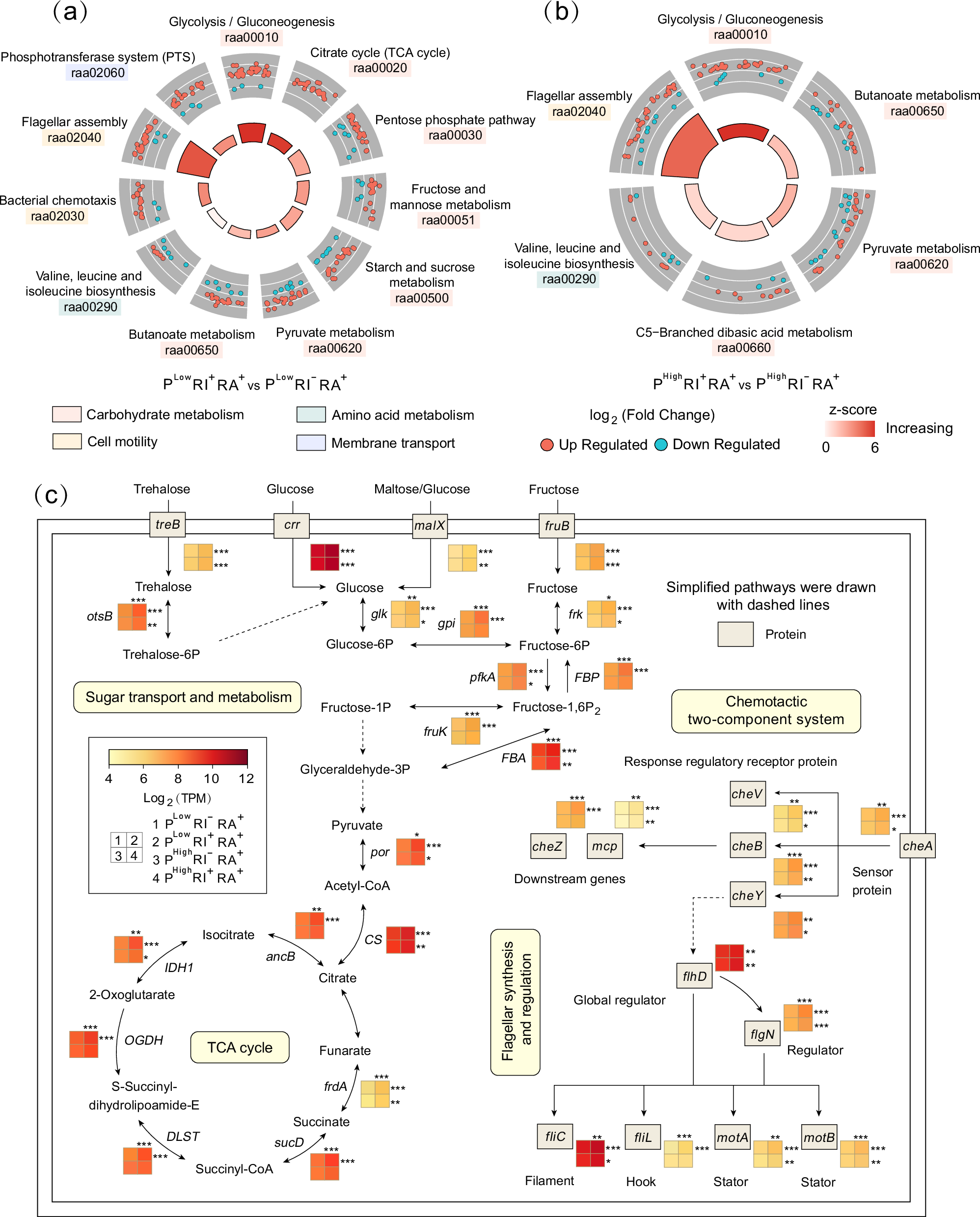 Fig. 3: Functional enrichment and pathway map of C metabolism gene expression in R. aquatilis.