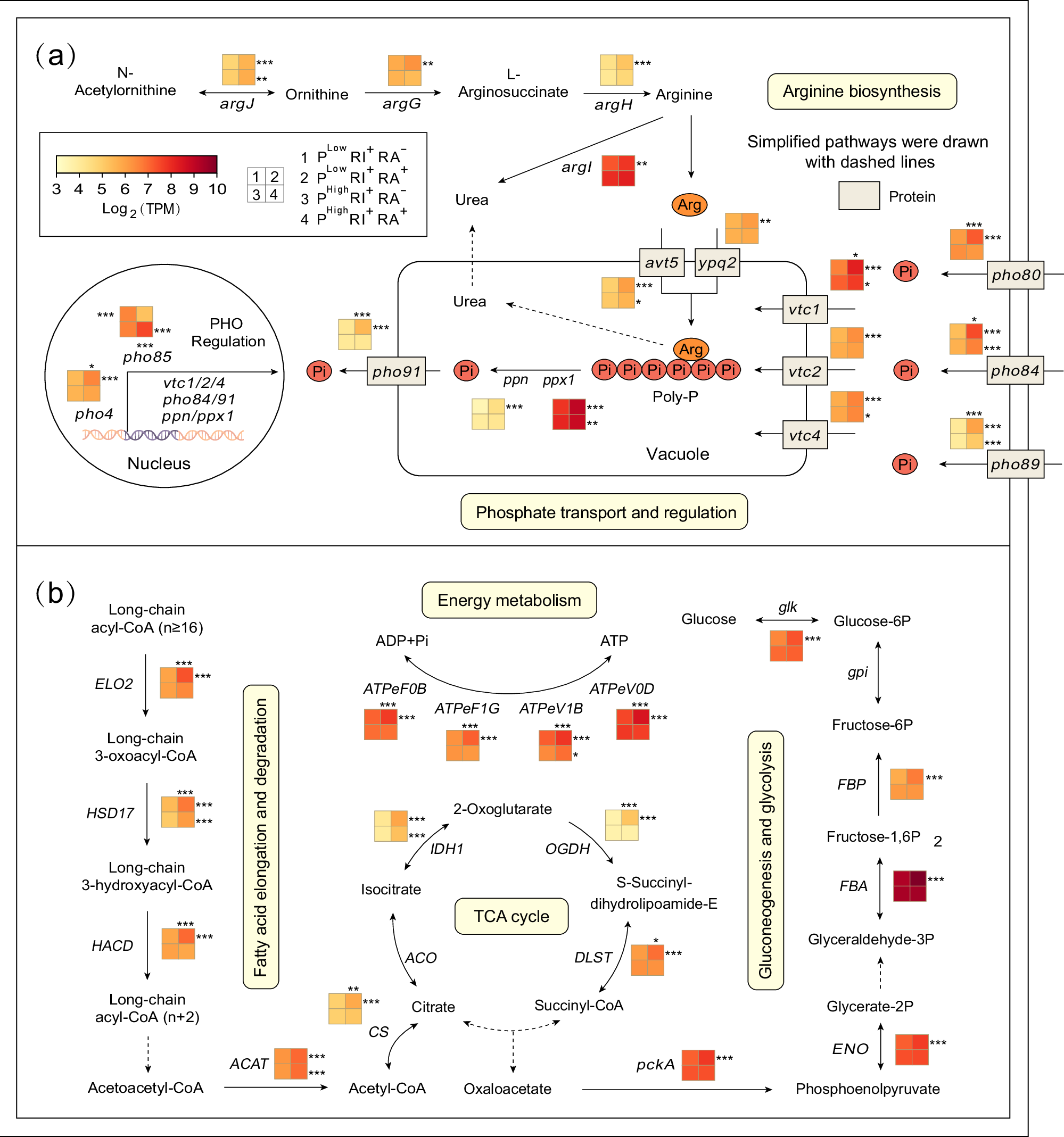 Fig. 5: Pathway map of C and P metabolism gene expression in R. irregularis.