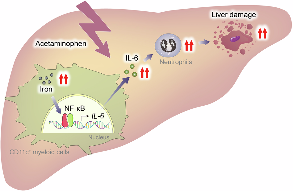 tylenol depletes glutathione pubmed The molecular mechanisms of acetaminophen-induced hepatotoxicity and its potential therapeutic targets Oxidative stress mediates end-organ damage