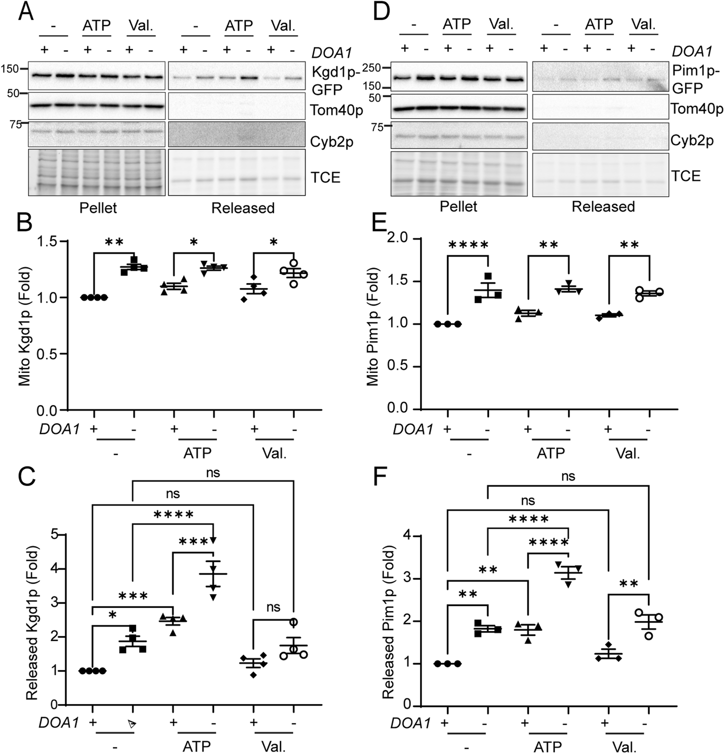 Fig. 3: Retrotranslocation of MAD substrates is ATP-dependent and membrane potential-independent.