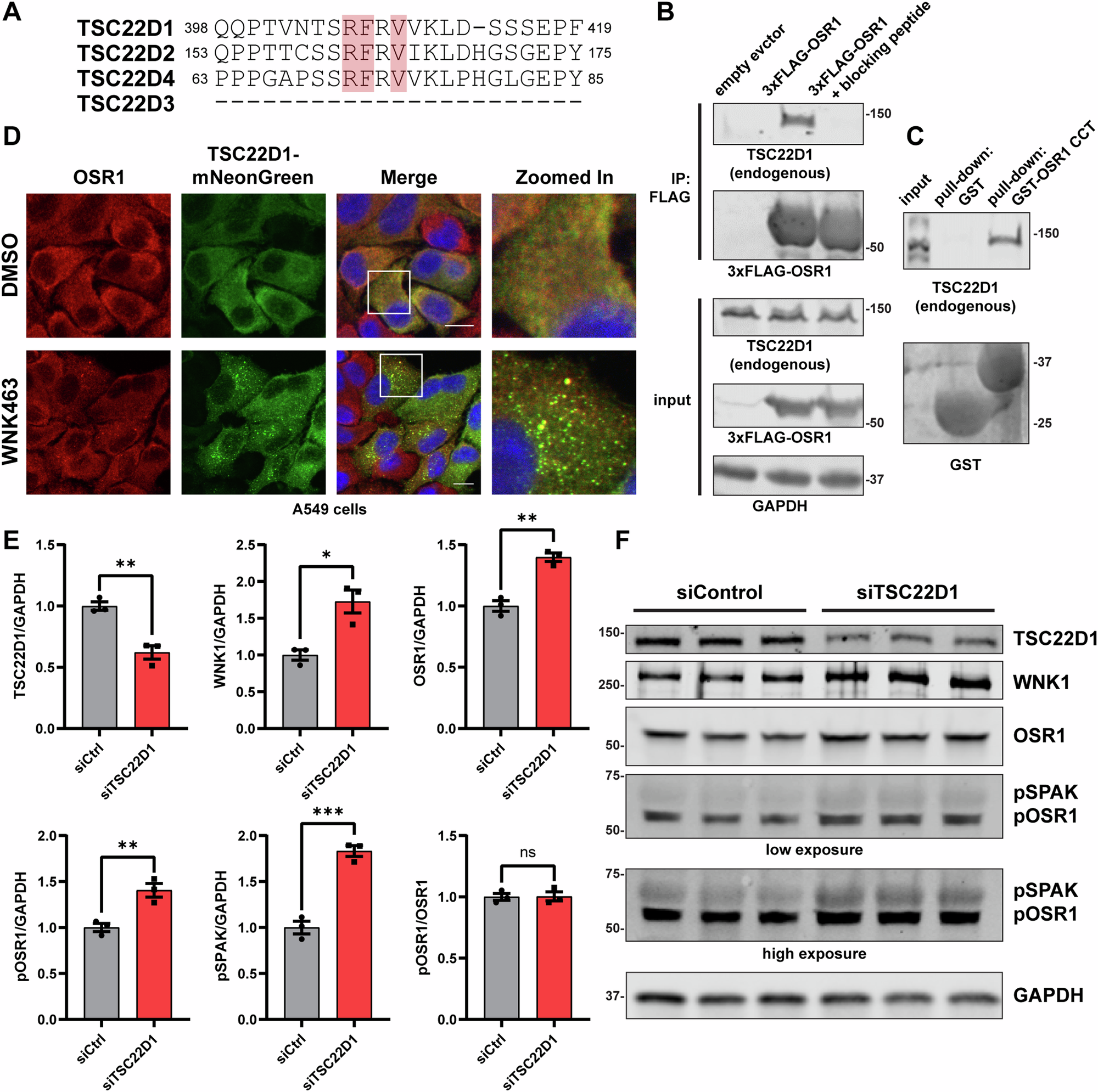 Fig. 7: TSC22D1 interacts with OSR1/SPAK and impacts WNK signaling.