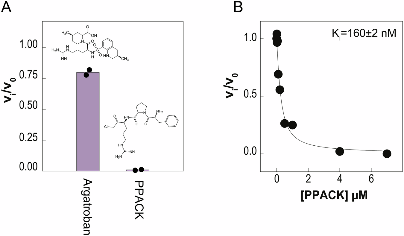 Fig. 5: Probing PPACK-Mpro interaction by enzyme inhibition assays.