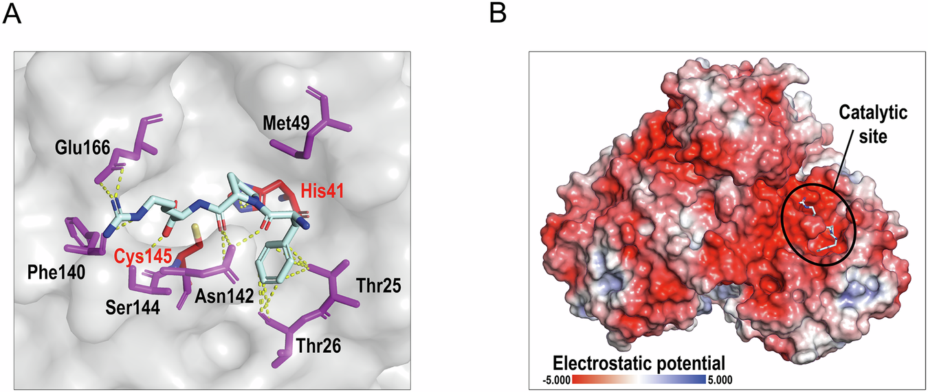 Fig. 7: In silico docking of Mpro with D-Phe-Pro-Arg tripeptide.