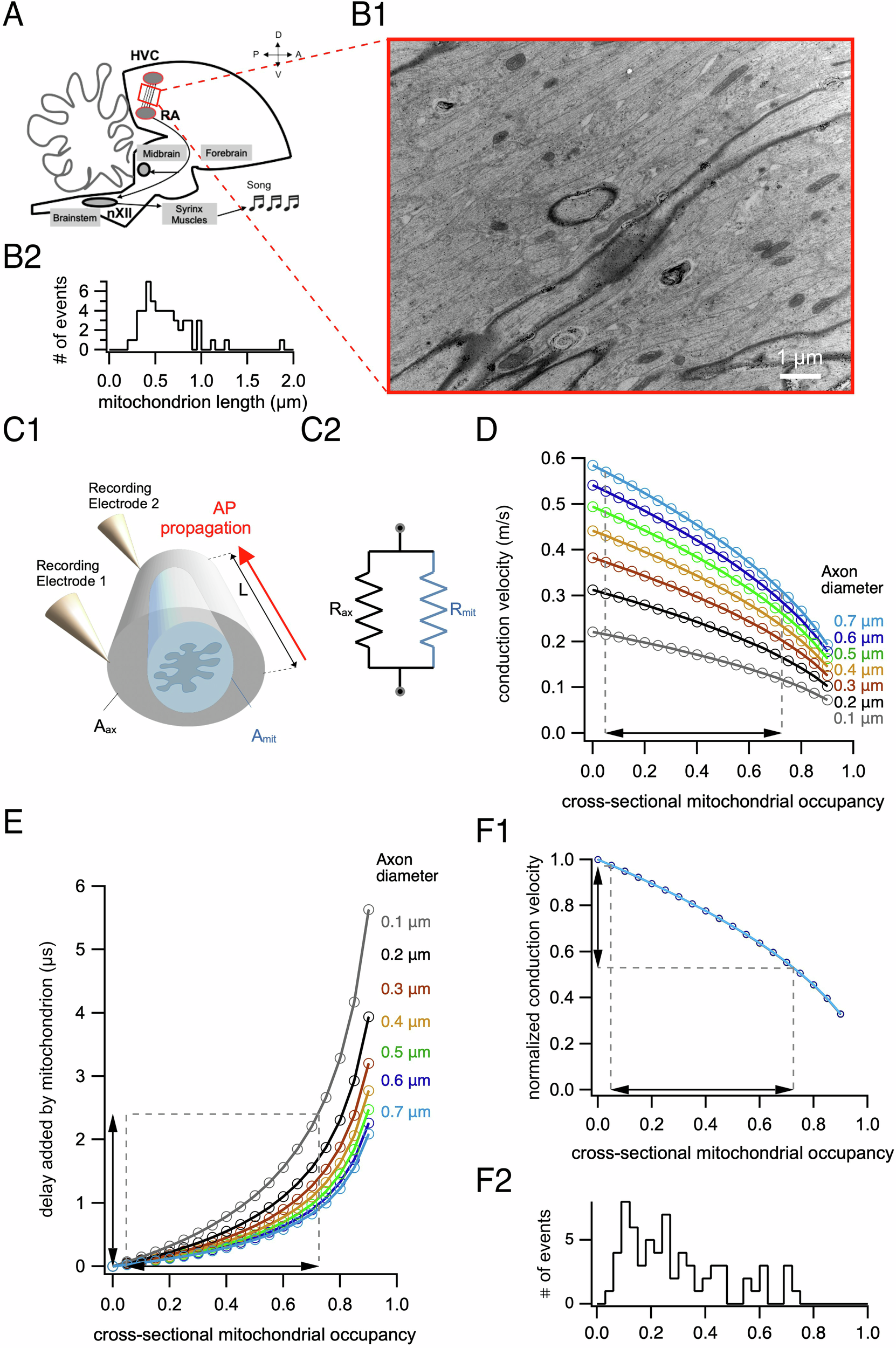 Fig. 2: Impact of a single mitochondrion on action potential conduction velocity.