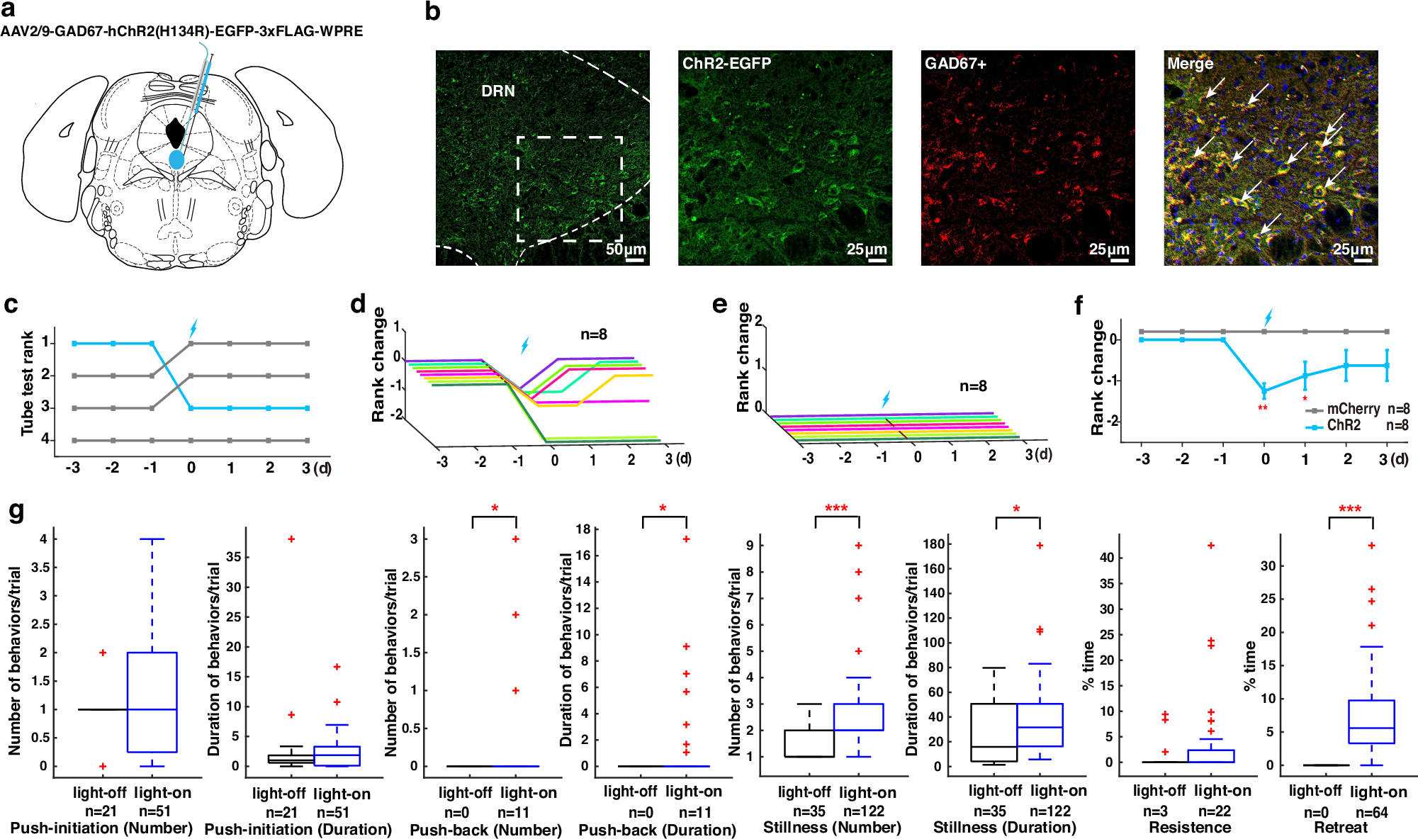 Fig. 2: Optogenetic activation of DRN GABAergic neurons led to loss in the tube test.