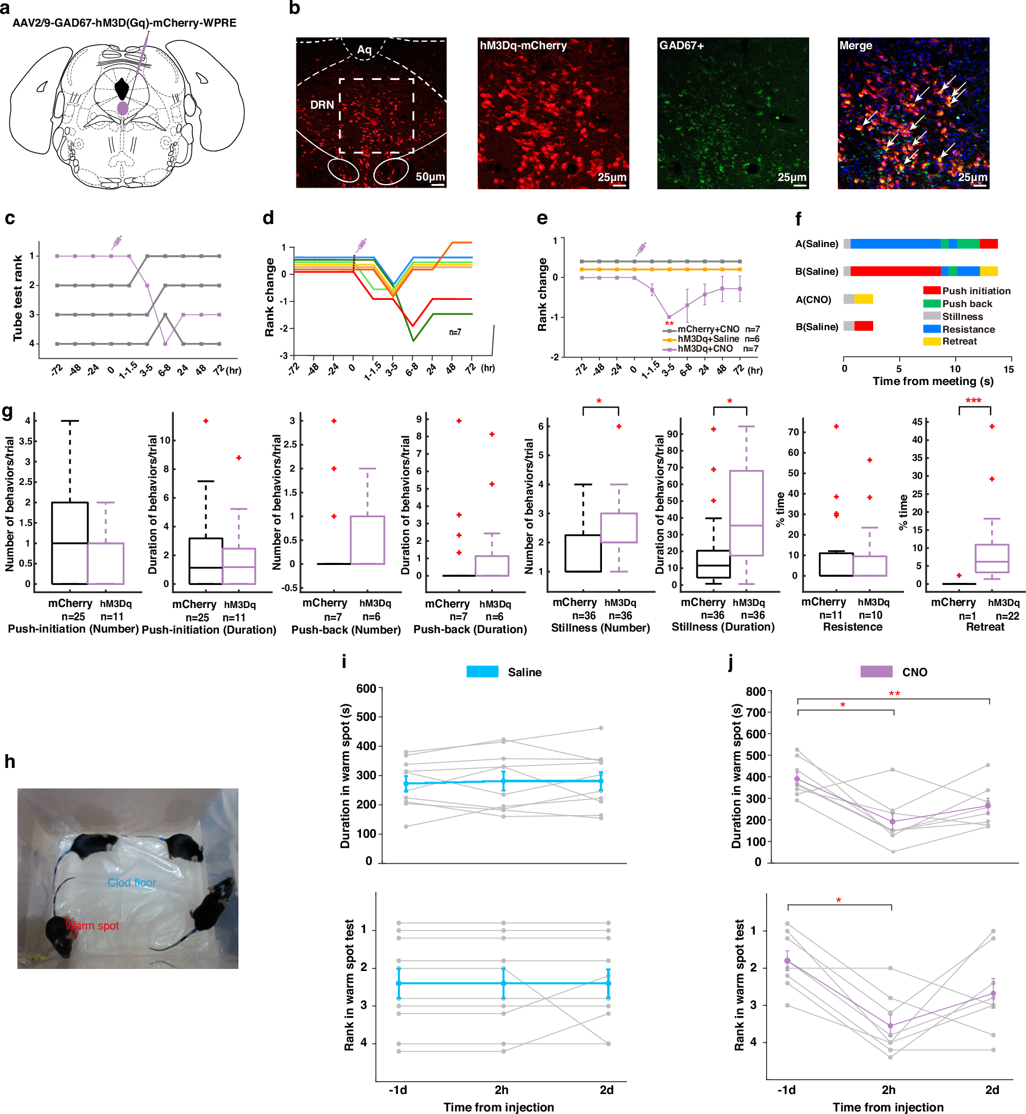 Fig. 3: Chemogenetic activation of DRN GABAergic neurons resulted in a loss in both the tube test and the warm spot test.