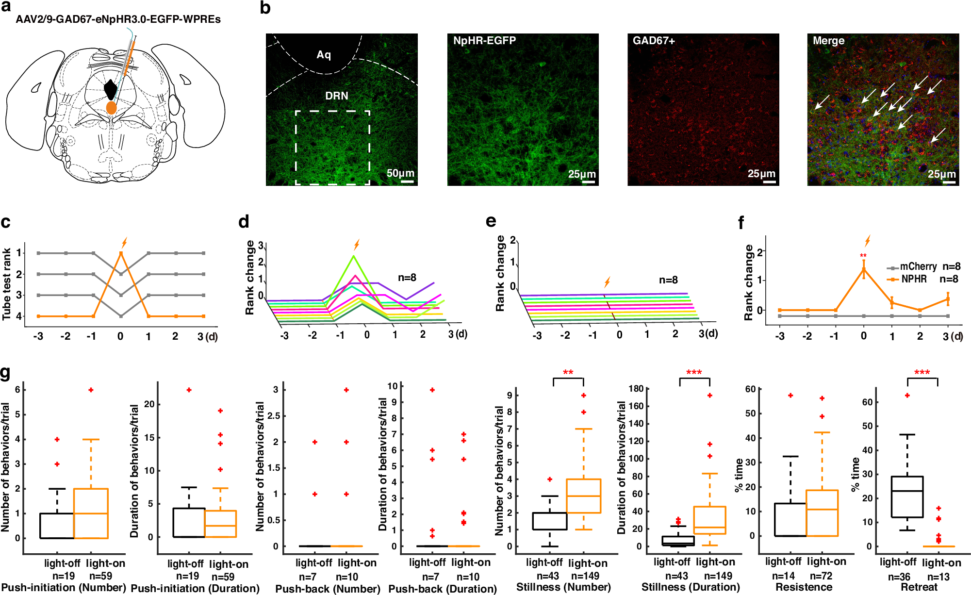 Fig. 4: Optogenetic inhibition of DRN GABAergic neurons induced winning in the tube test.