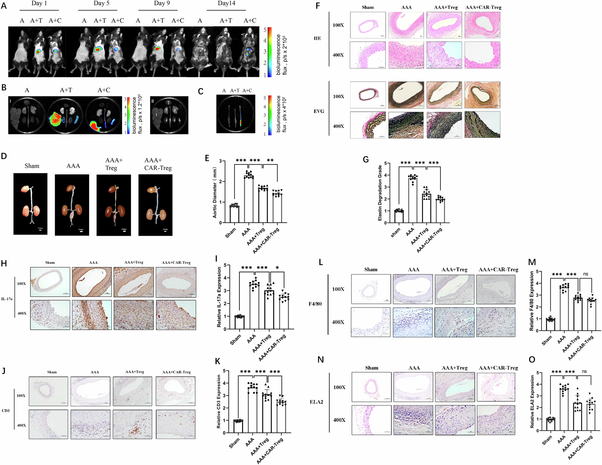Fig. 7: In vivo imaging and aortic histological analysis results.