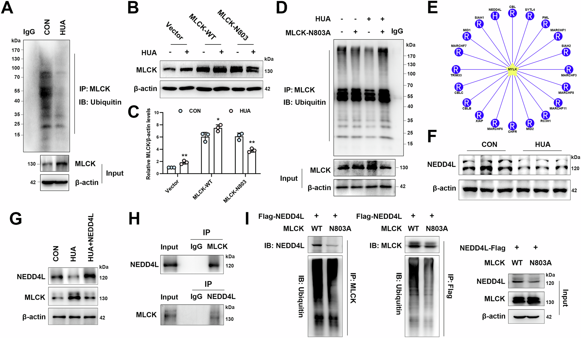 Fig. 6: NEDD4L is the E3 ligase responsible for MLCK ubiquitination and degradation.