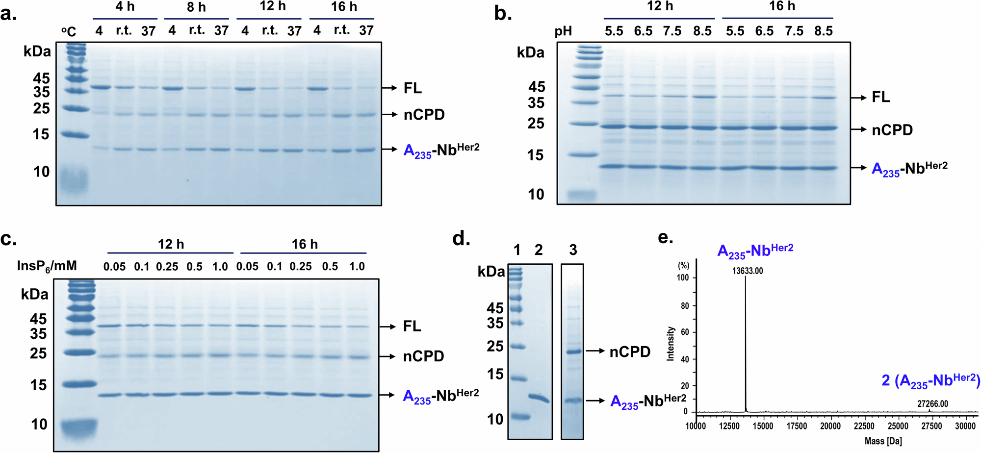 Fig. 4: Reaction optimization and the purification of NbHer2 with a designed Ala at the N-terminus.