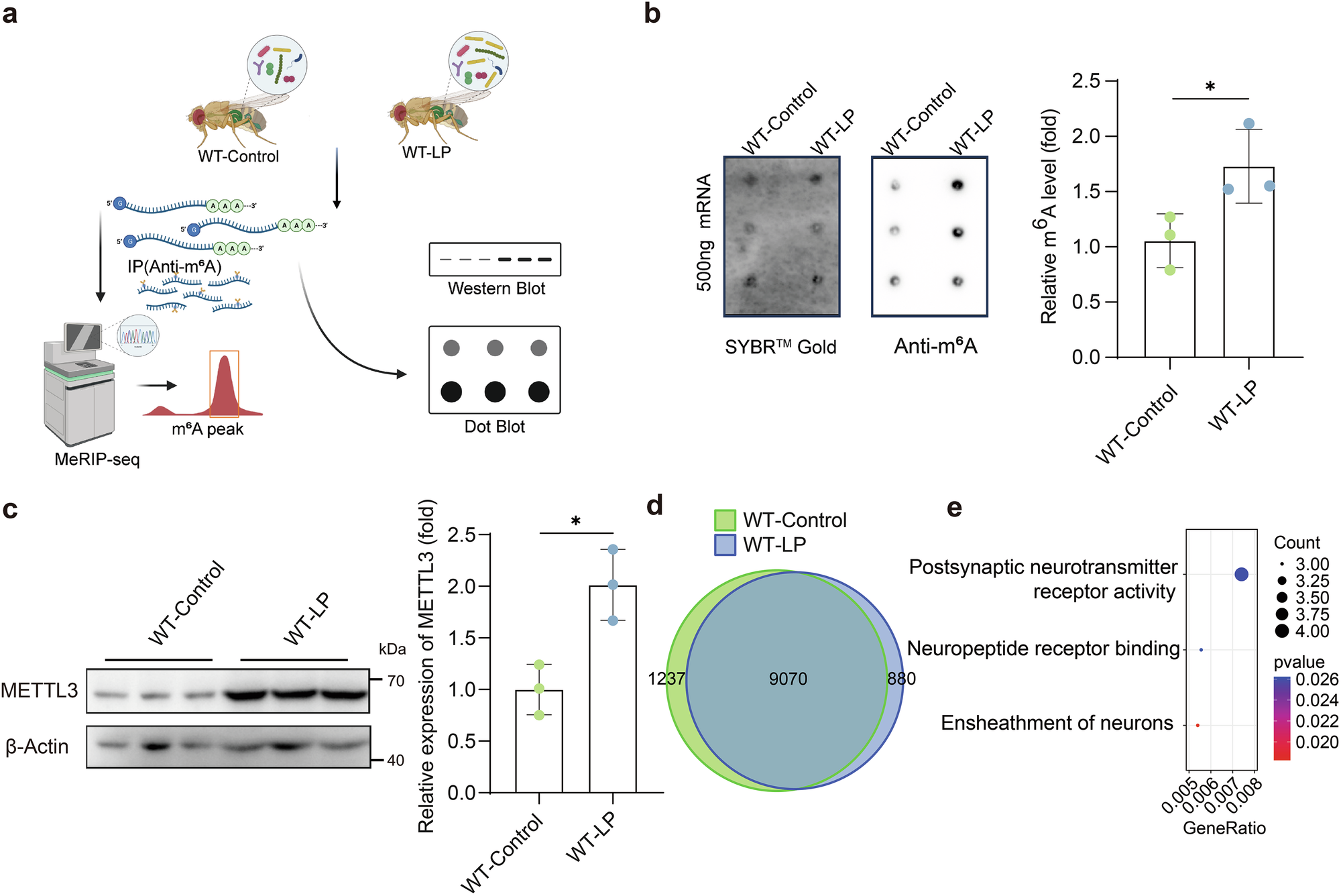 Fig. 4: Effect of folate-producing L. plantarum on neural mRNA m6A methylation levels in Drosophila.
