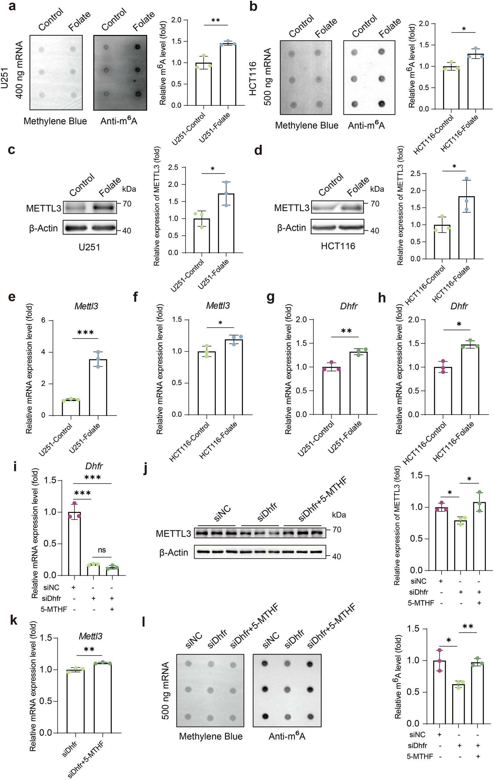 Fig. 7: mRNA m6A modification through folate is mediated by Dhfr in human cells.