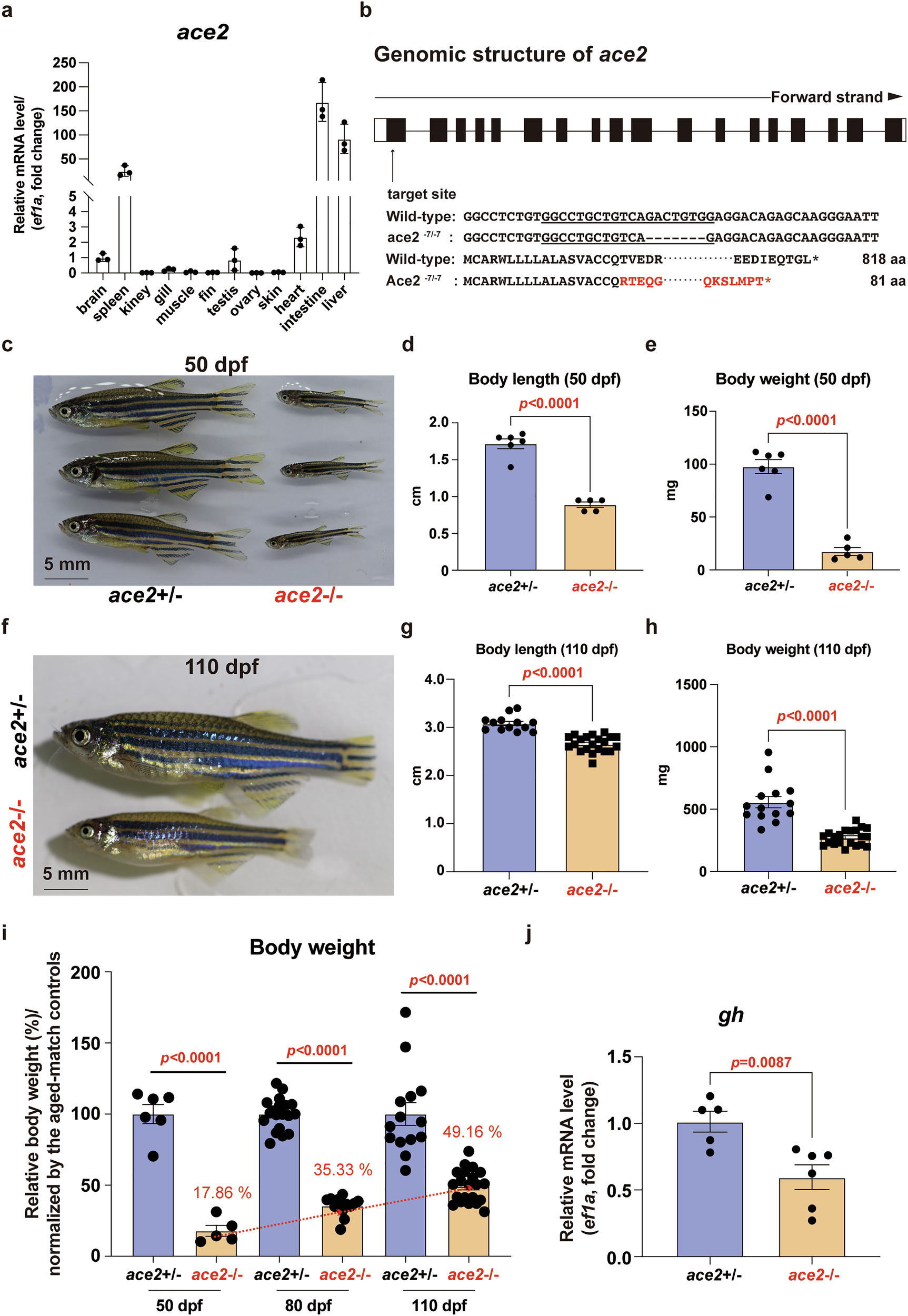 Fig. 1: Disruption of Ace2 in zebrafish lead to growth retardation.