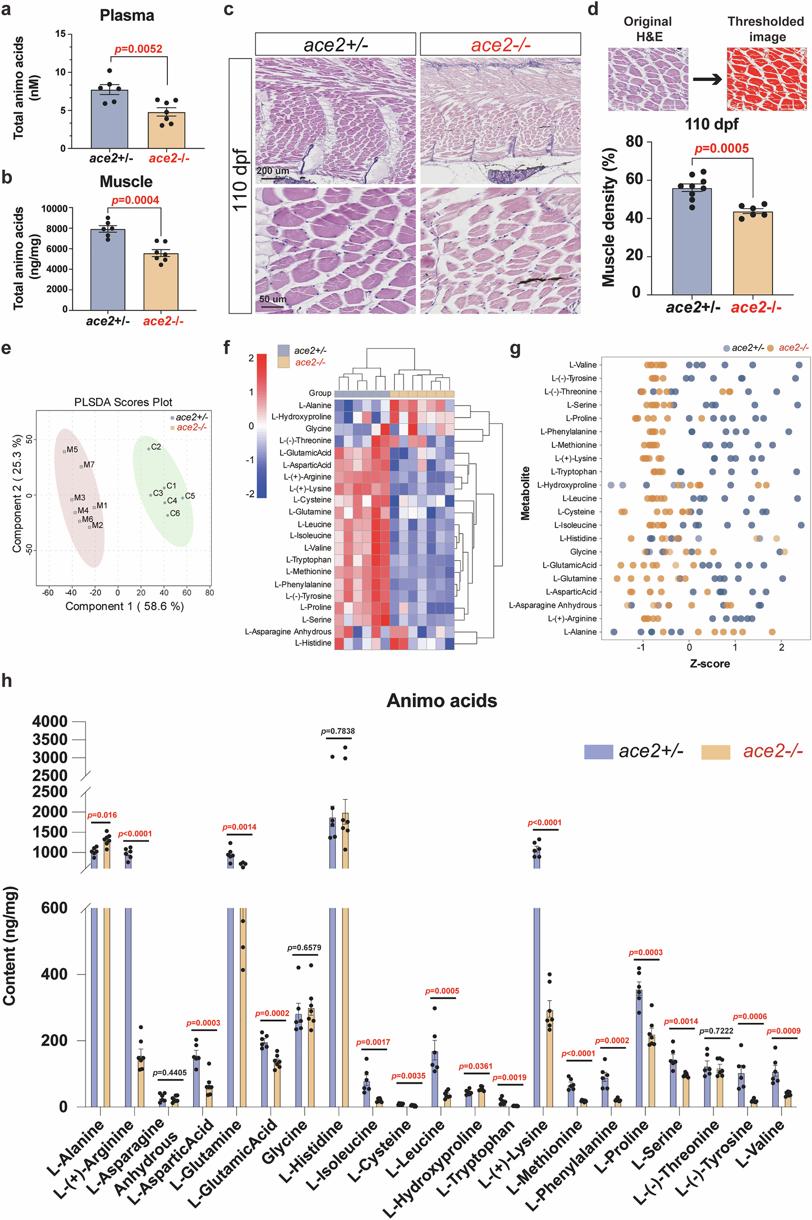 Fig. 2: Disruption of Ace2 in zebrafish reduced the amino acids.