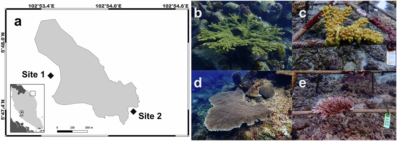 Fig. 1: Map of study site and coral nursery location.