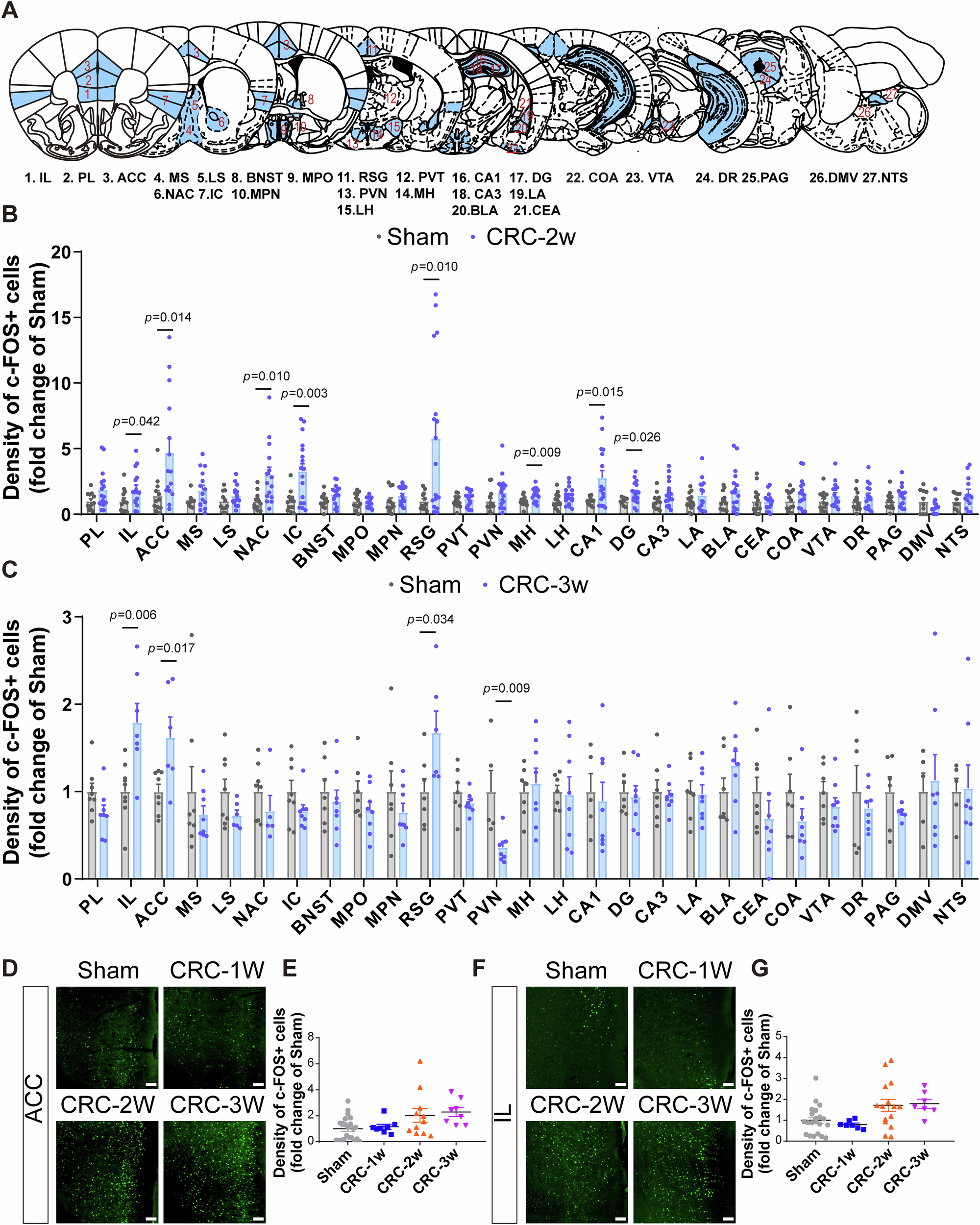Fig. 2: Whole-brain and region-specific dynamics of c-FOS expression during CRC progression.