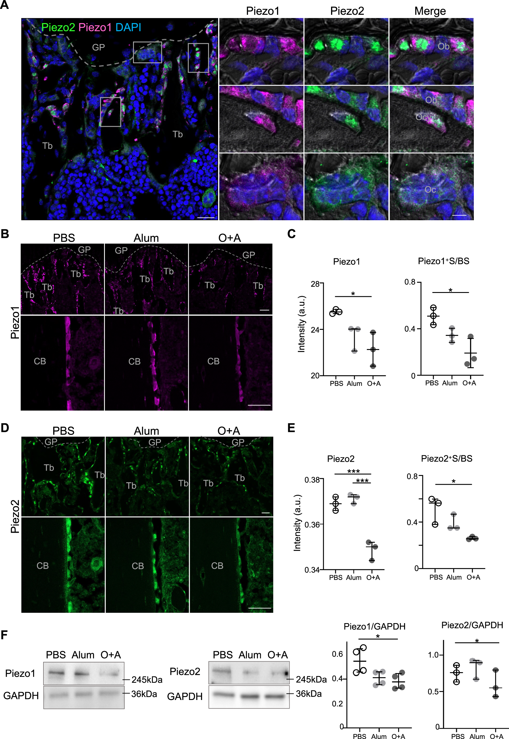 Fig. 3: Downregulation of Piezo1 and Piezo2 in the femurs of OVA-induced mice.