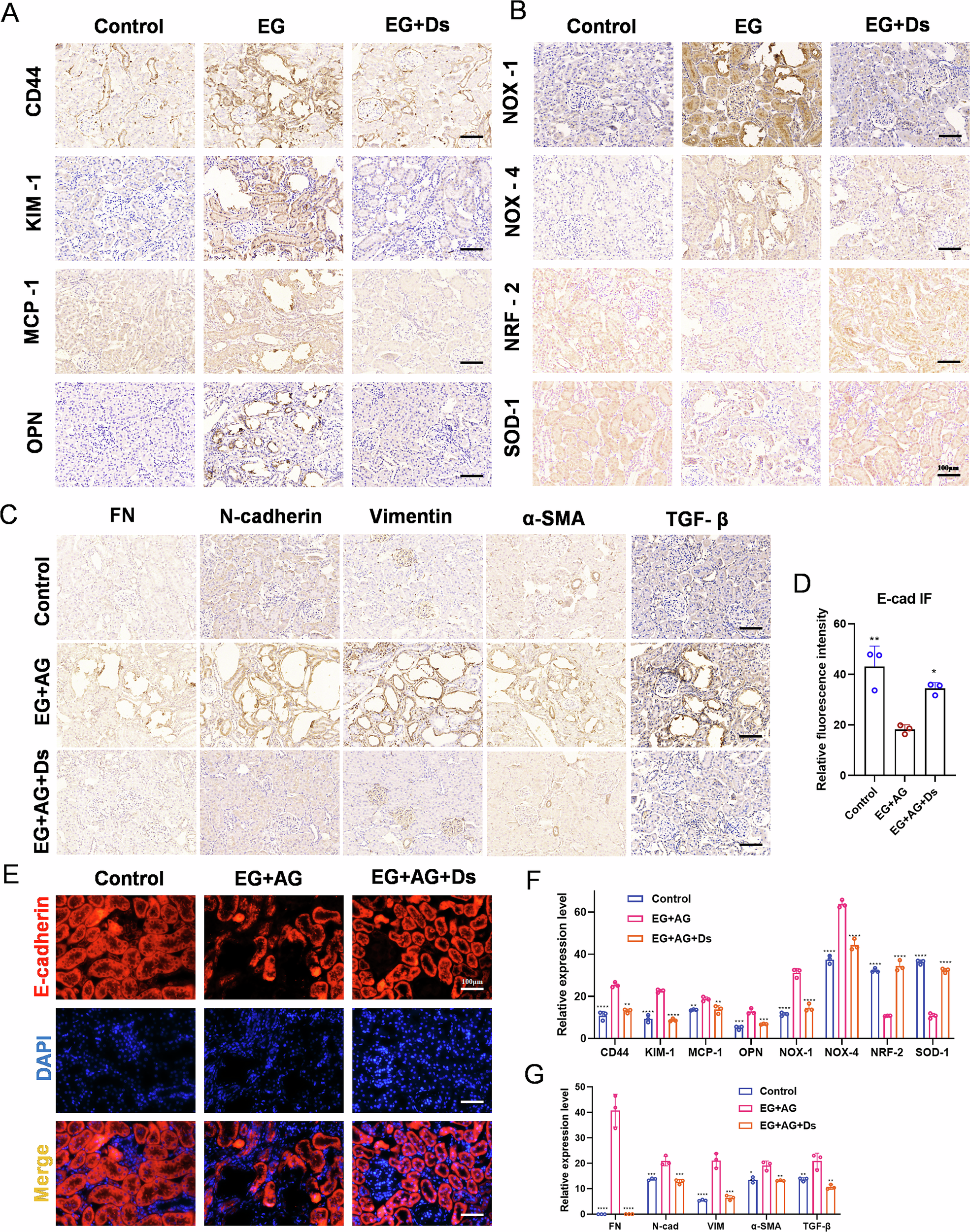 Fig. 4: Immunohistochemistry and immunofluorescence of animal kidney tissues.