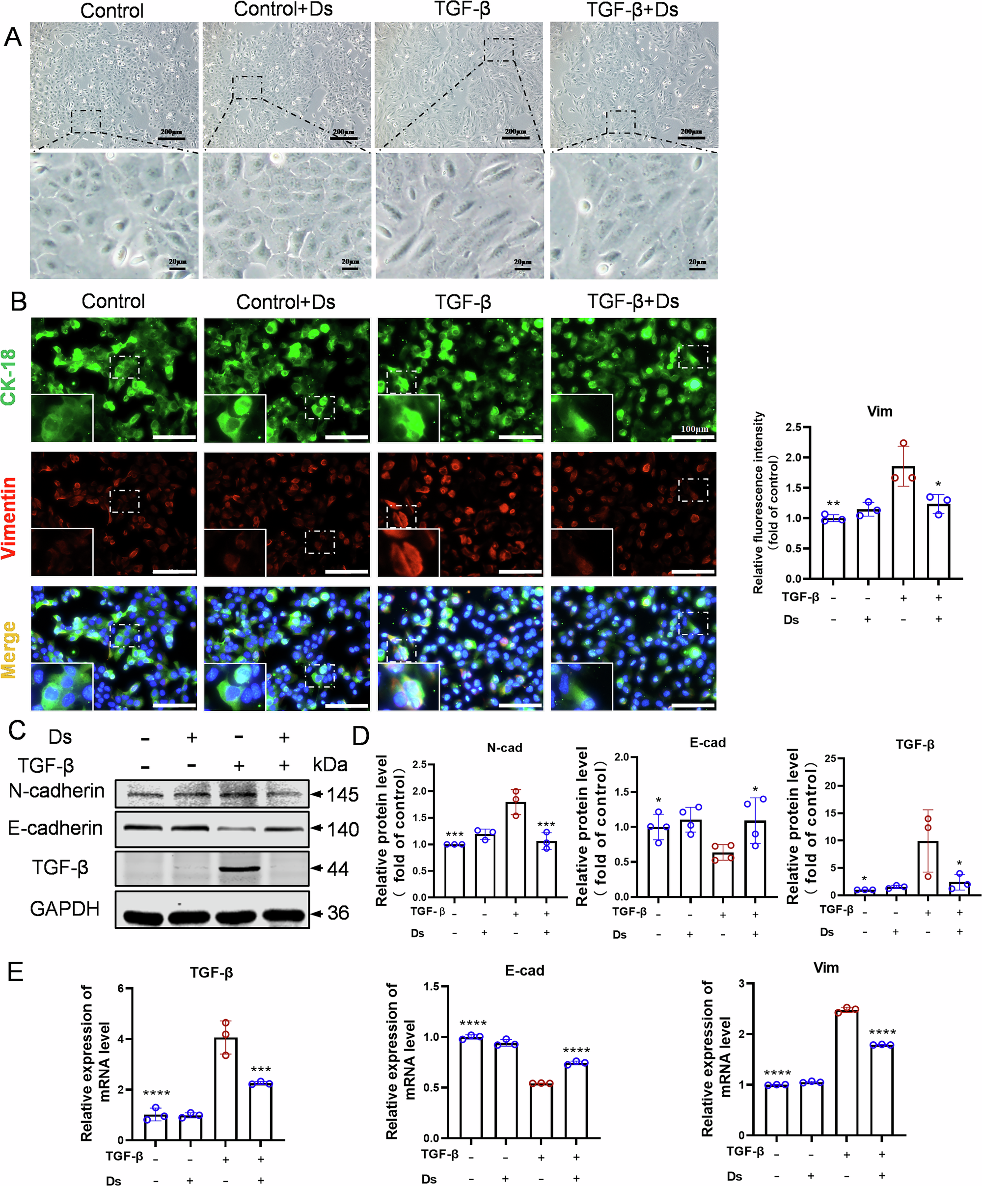Fig. 8: Effect of DS on fibrosis indices induced by human recombinant protein TGF-β.