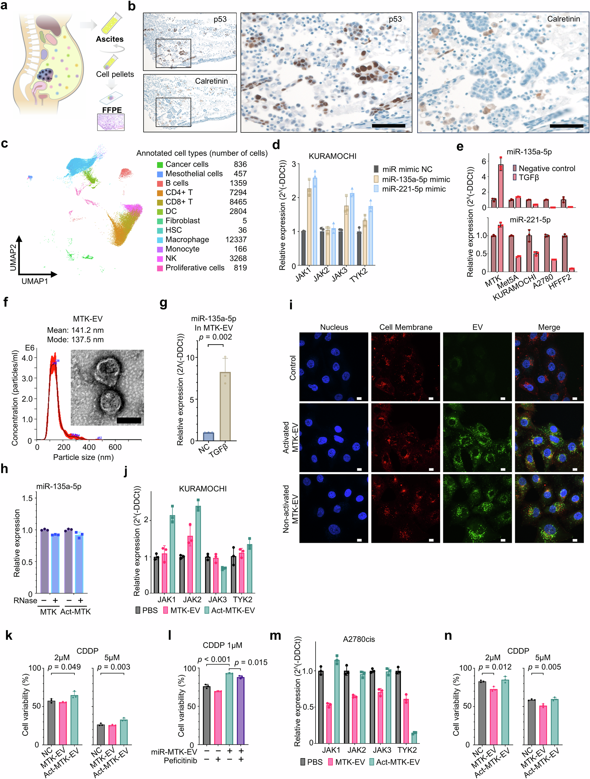 Fig. 6: Mesothelial cells derived EVs regulated platinum sensitivity in ovarian cancer.