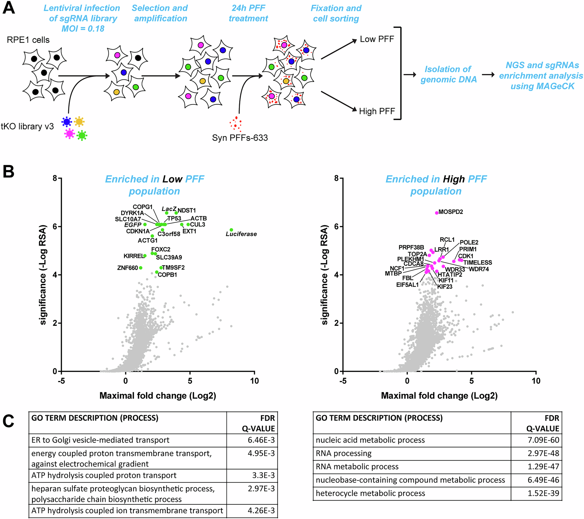 Fig. 1: CRISPR/Cas9 screening identifies genetic modifiers of α-syn PFFs accumulation in RPE-1 cells.