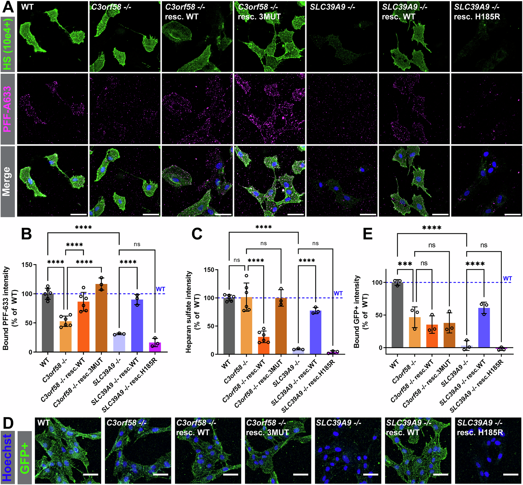 Fig. 6: PFFs binding to the cell surface is decreased in C3orf58-/- and SLC39A9-/- cells.