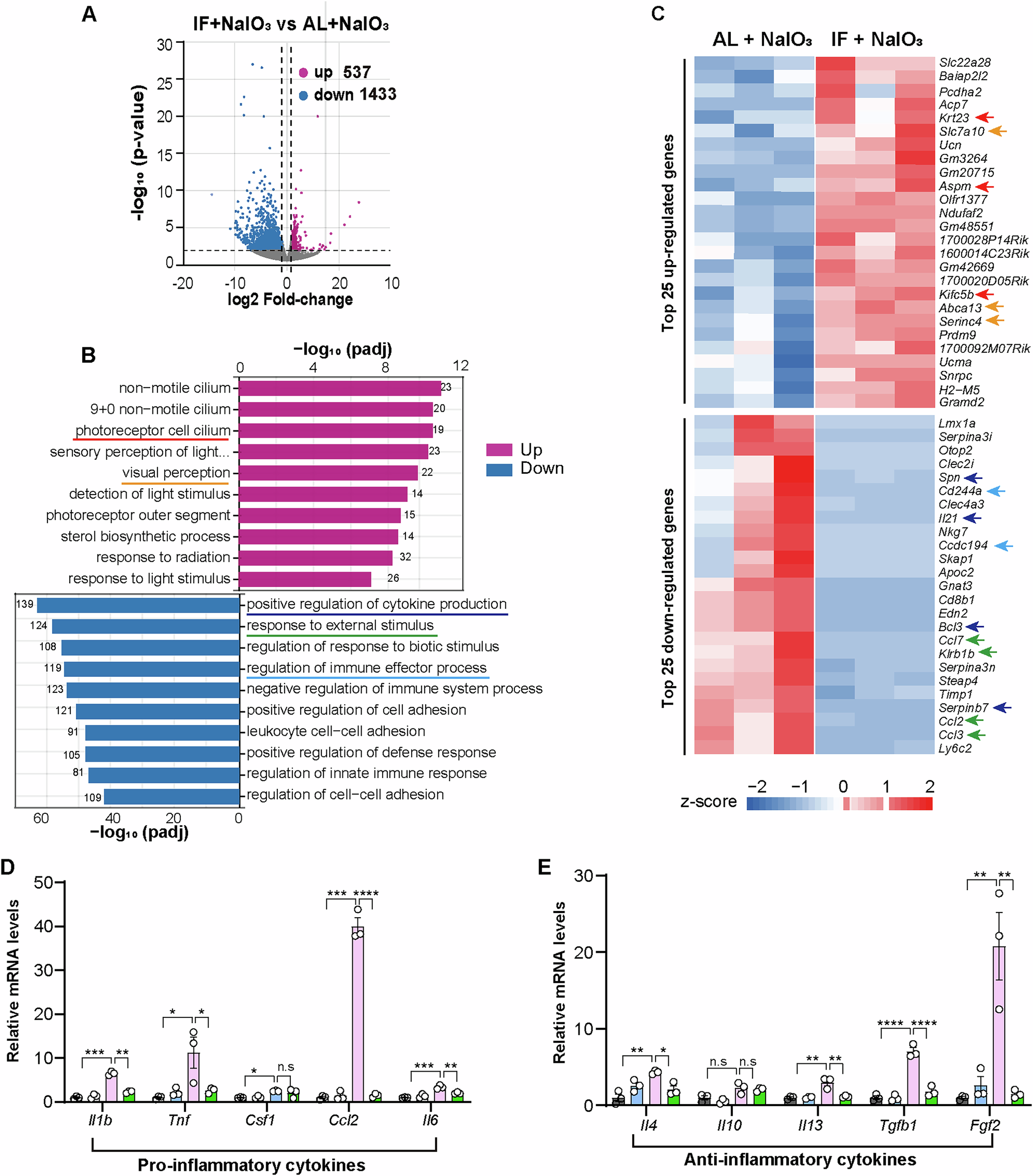 Fig. 5: Transcriptomic changes in the retinas of PBS and NaIO3 exposed mice treated with AL or IF.