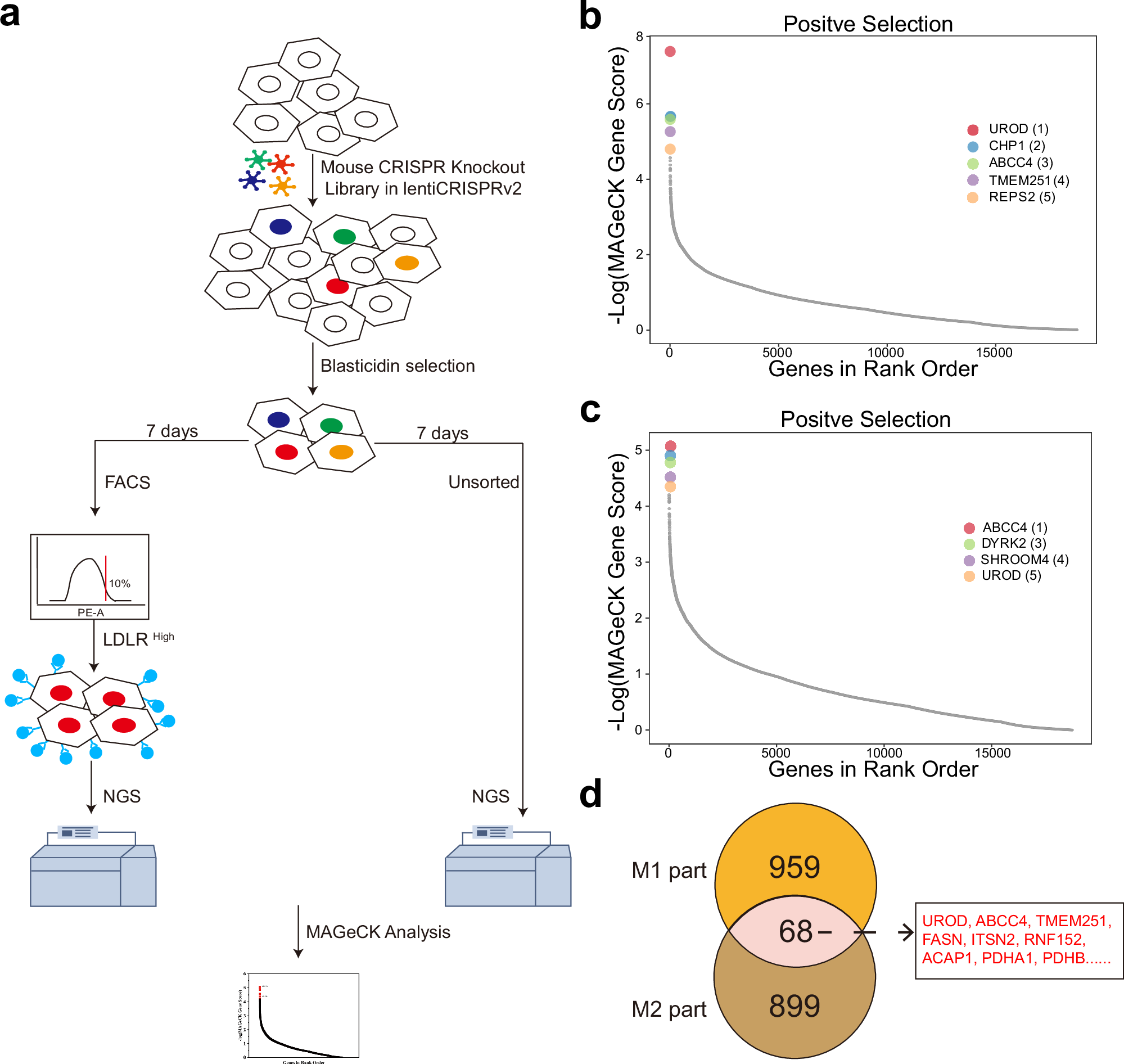 ABCC4 impairs the clearance of plasma LDL cholesterol through suppressing  LDLR expression in the liver | Communications Biology