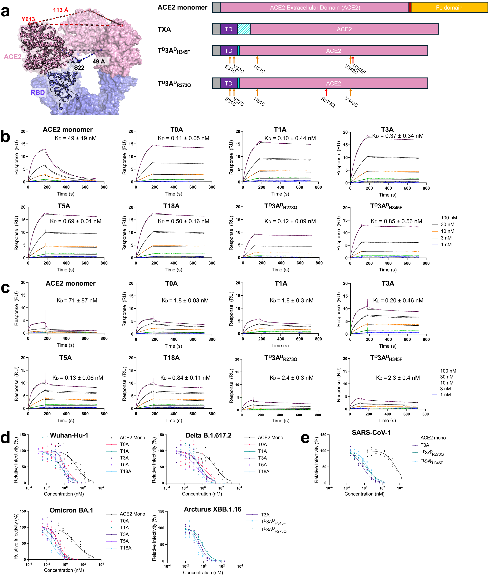 Fig. 1: Design principle, spike binding kinetics, and viral inhibition using trimeric ACE2 constructs.