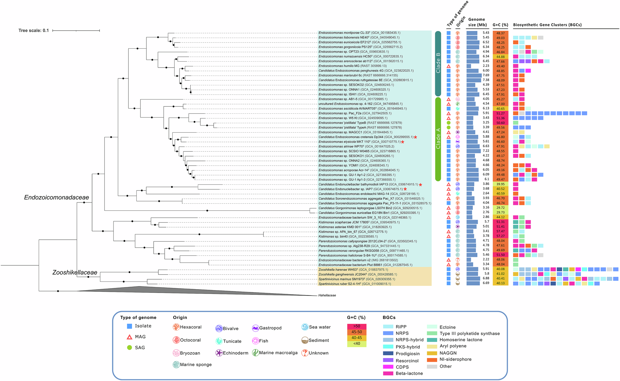 A genomic view of the bacterial family Endozoicomonadaceae in marine  symbioses | Communications Biology