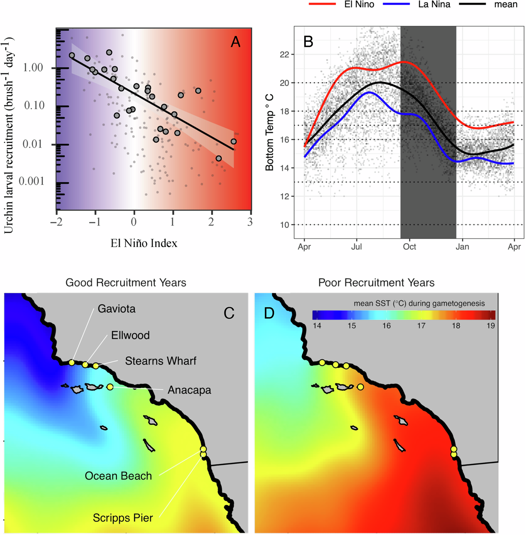 熱波がウニの繁殖に及ぼす影響を解明(Even moderate heat waves depress sea urchin reproduction along the Pacific coast)