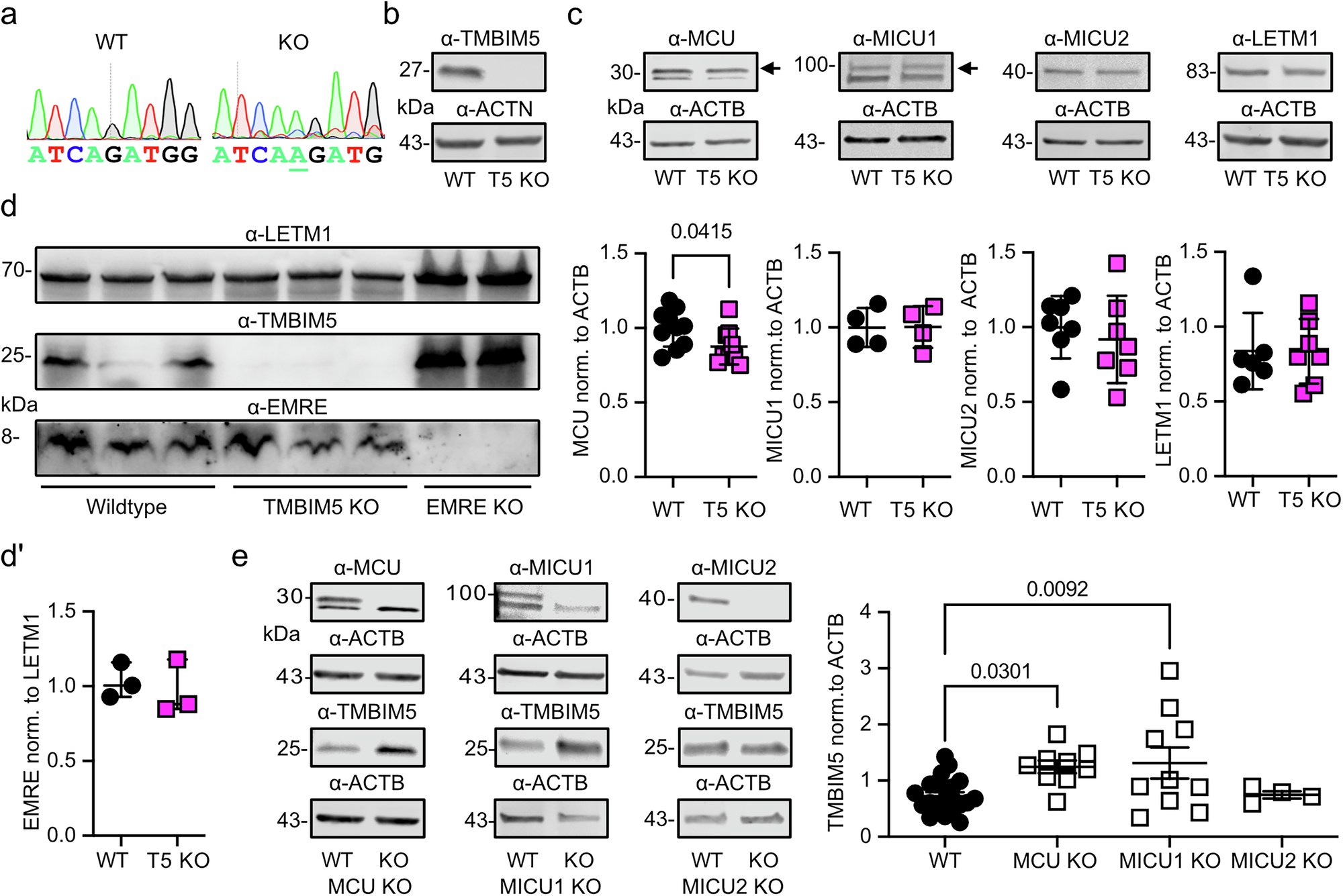 Fig. 1: TMBIM5 is upregulated in MCU and MICU1 knockout cells.