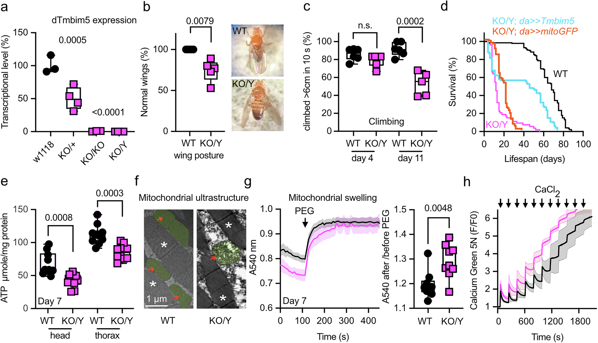 Fig. 2: Drosophila Tmbim5 knockout impairs wing posture, mobility, and lifespan with phenotypes resembling mammalian models: altered cristae, mitochondrial swelling, and reduced Ca²⁺ buffering capacity.
