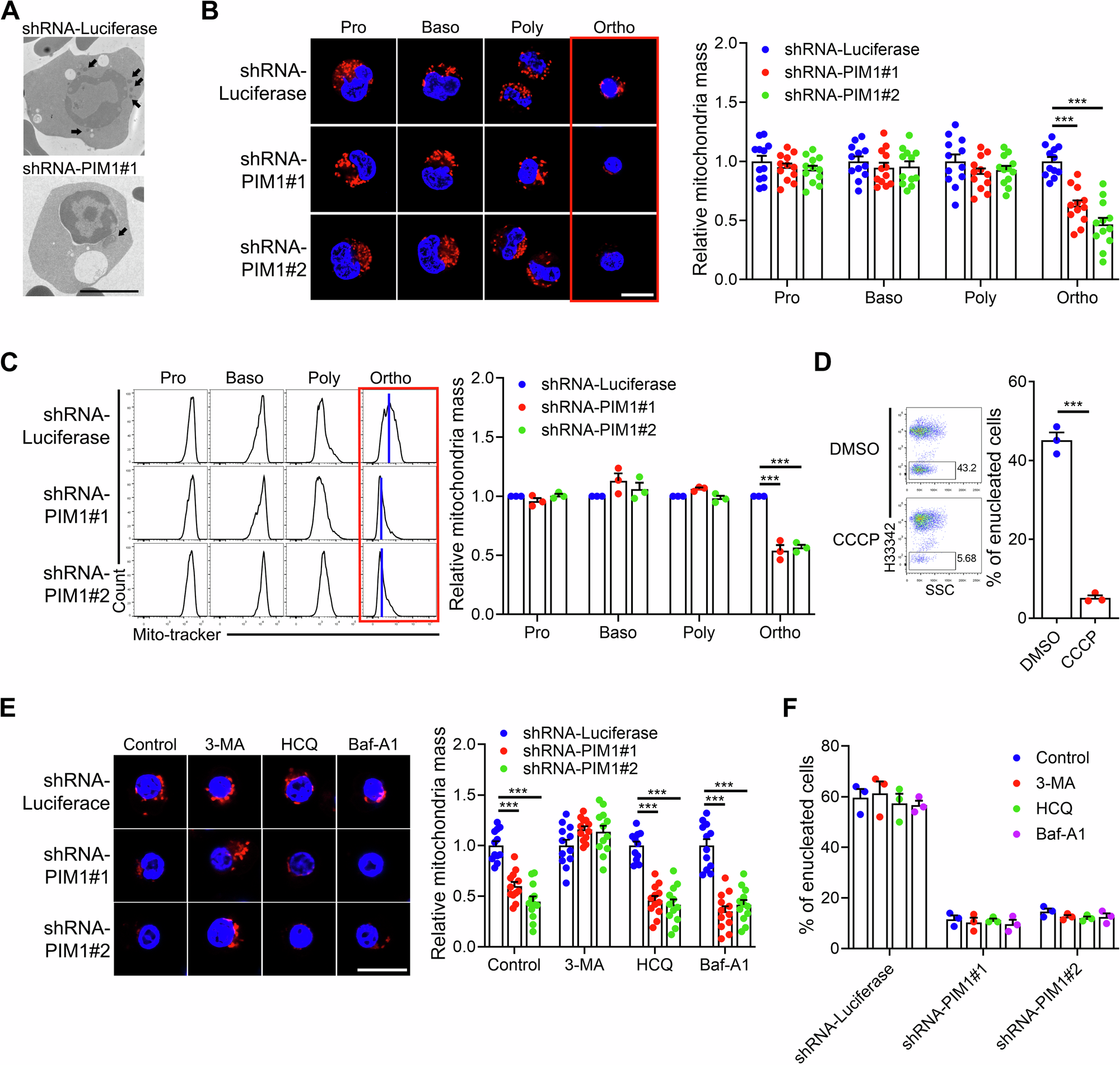 Fig. 5: Mitochondrial mass decreased in PIM1 knockdown Ortho.