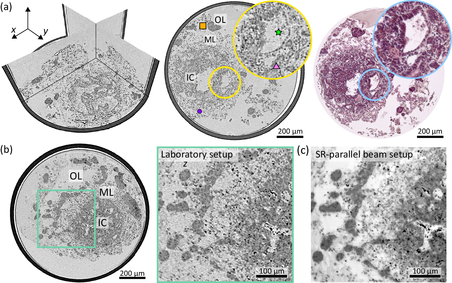 Fig. 4: 3D virtual histology of HFOs based on laboratory μ-CT.