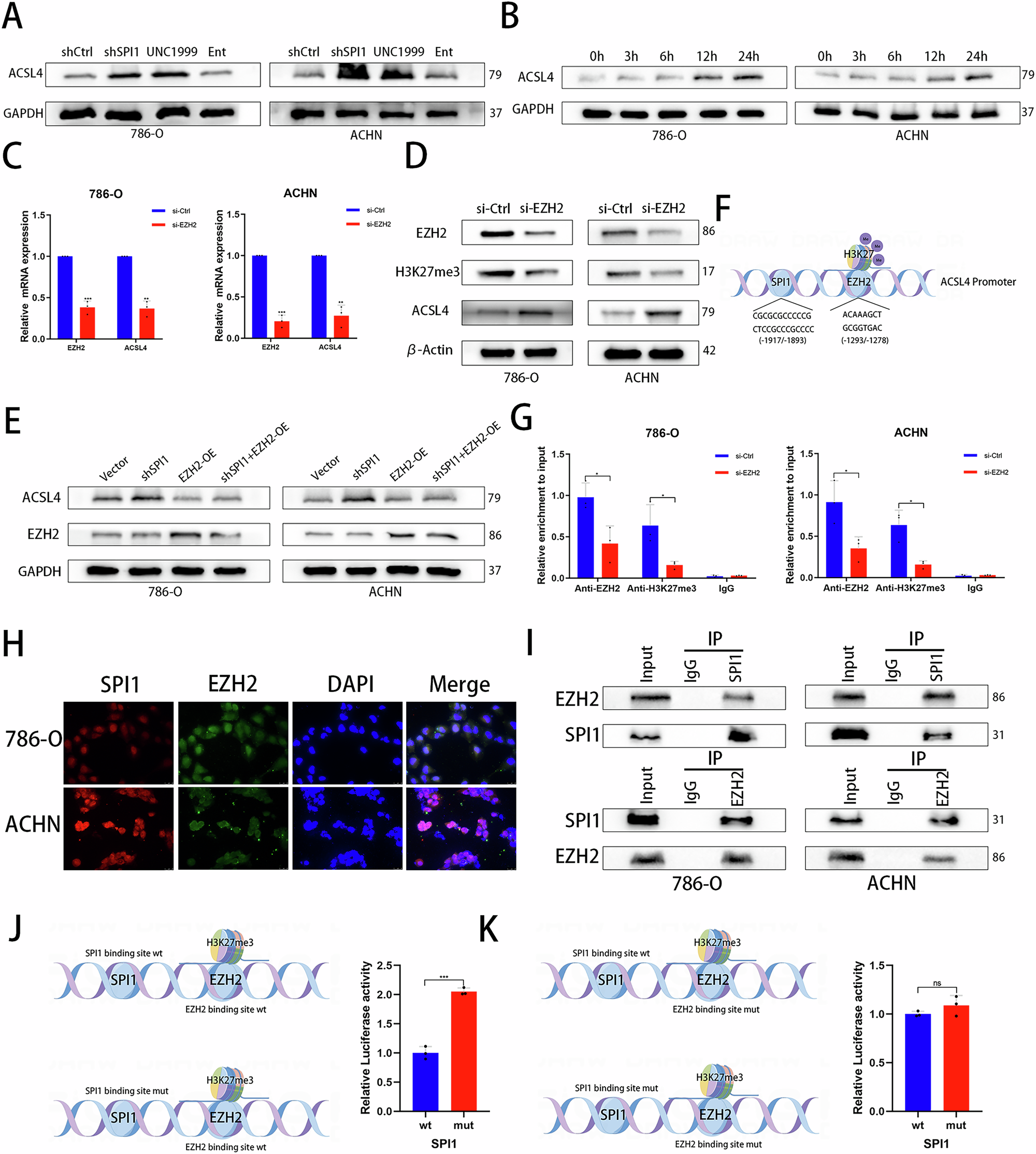 Fig. 5: SPI1 inhibits ACSL4 expression by recruiting EZH2-mediated H3K27me3.