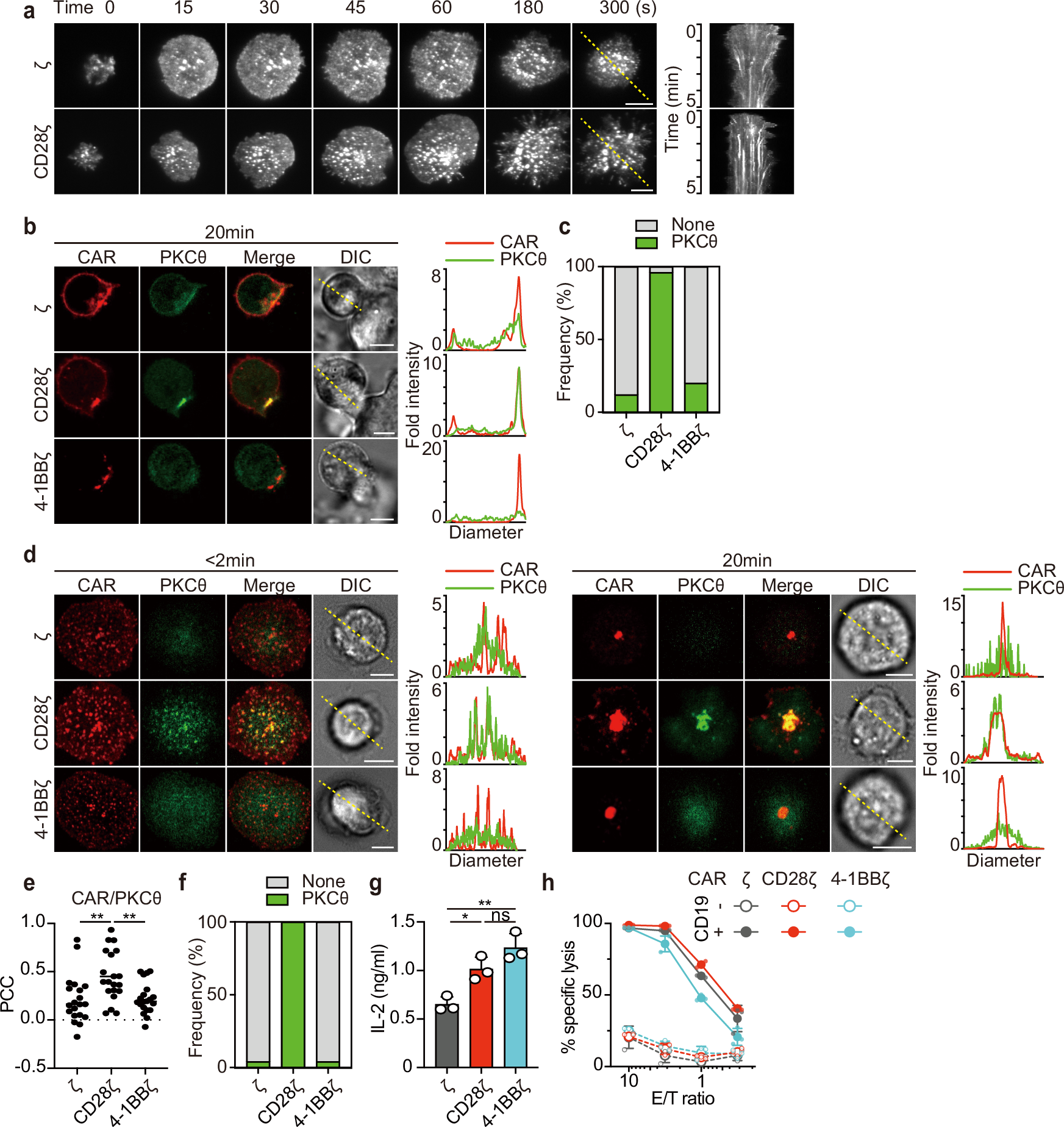 Fig. 2: CD28ζ.CAR effectively introduces translocation of PKCθ at an immunological synapse and CAR microclusters correlating with T-cell responses.