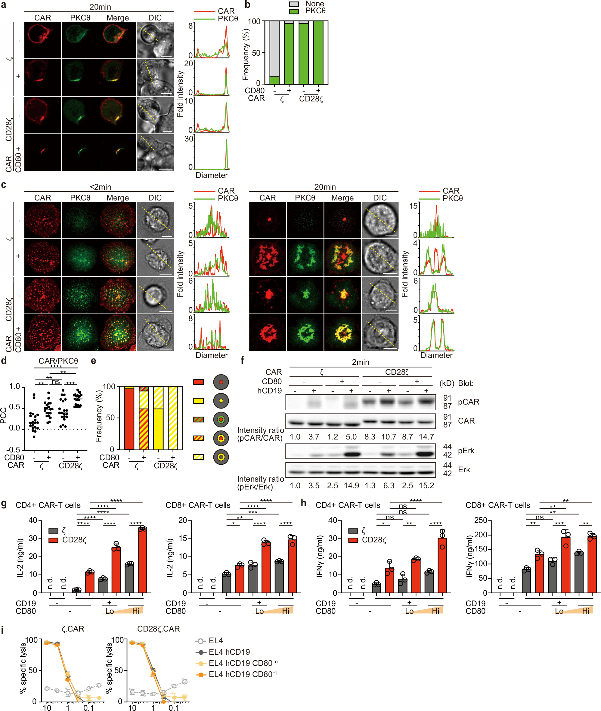 Fig. 4: CD28-mediated second signaling is required for cytokine production but not for enhancement of cytotoxicity.