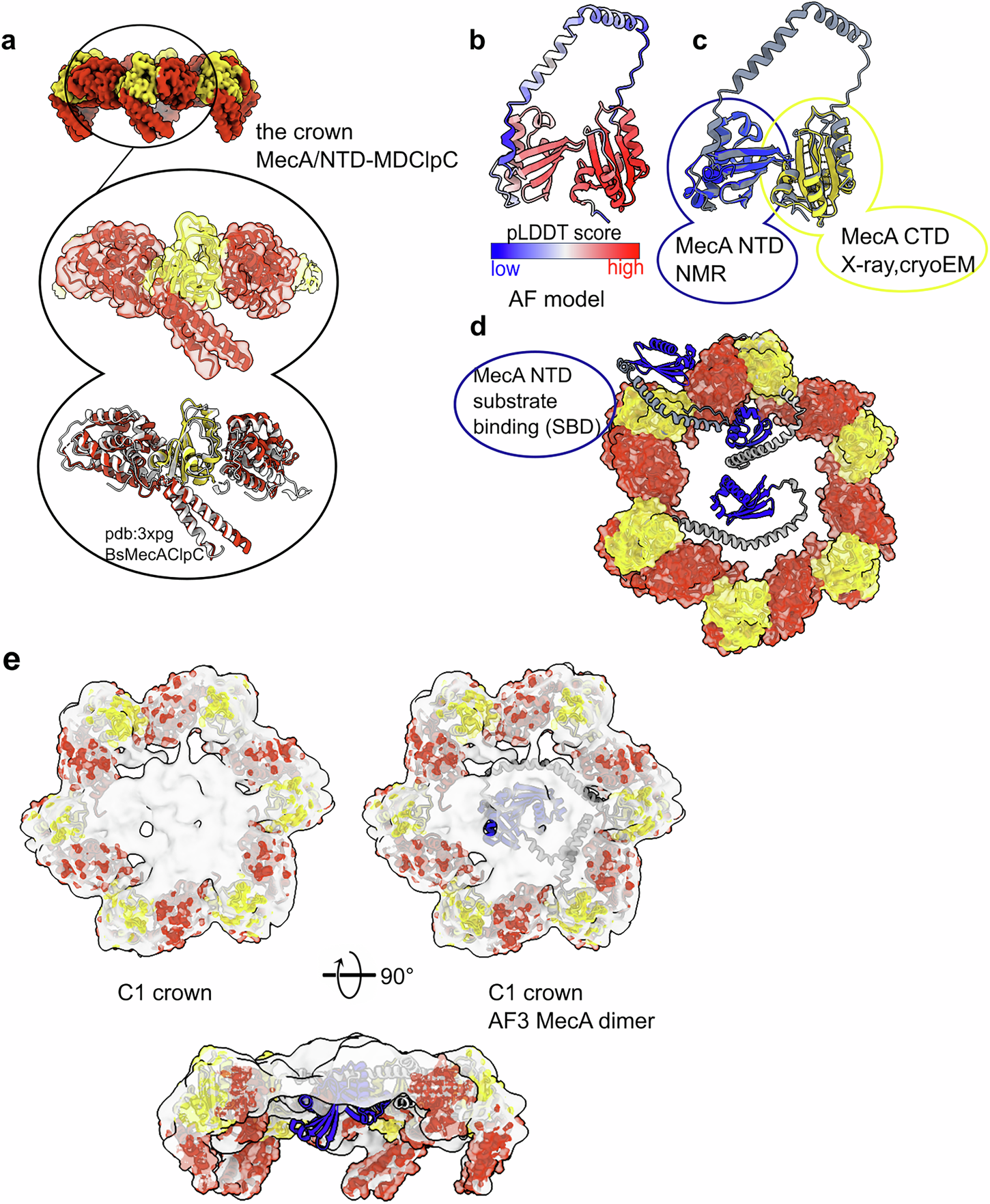Fig. 2: The S. aureus MecA crown.