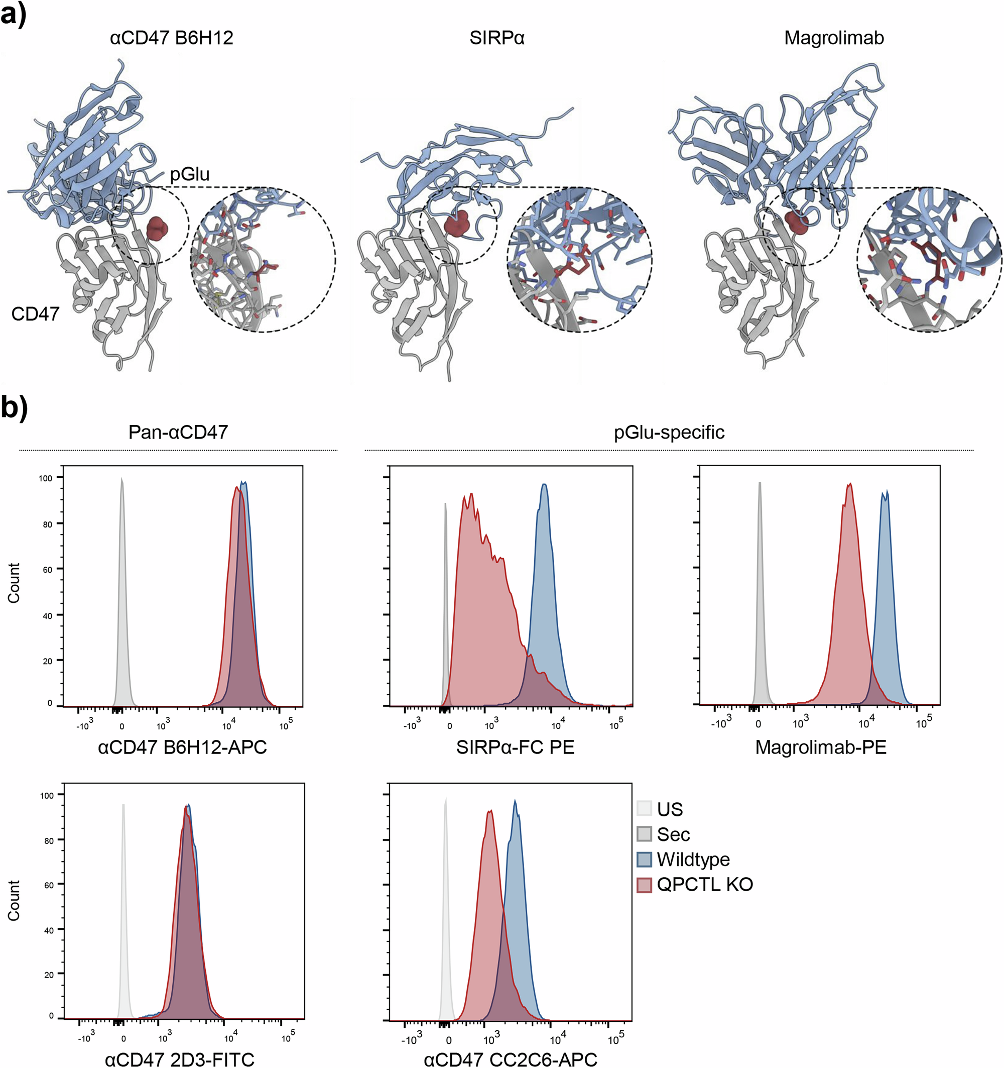 Fig. 1: Magrolimab binding affinity is reduced in the absence of glutaminyl cyclase, while the cell surface expression levels of CD47 remained unaltered.