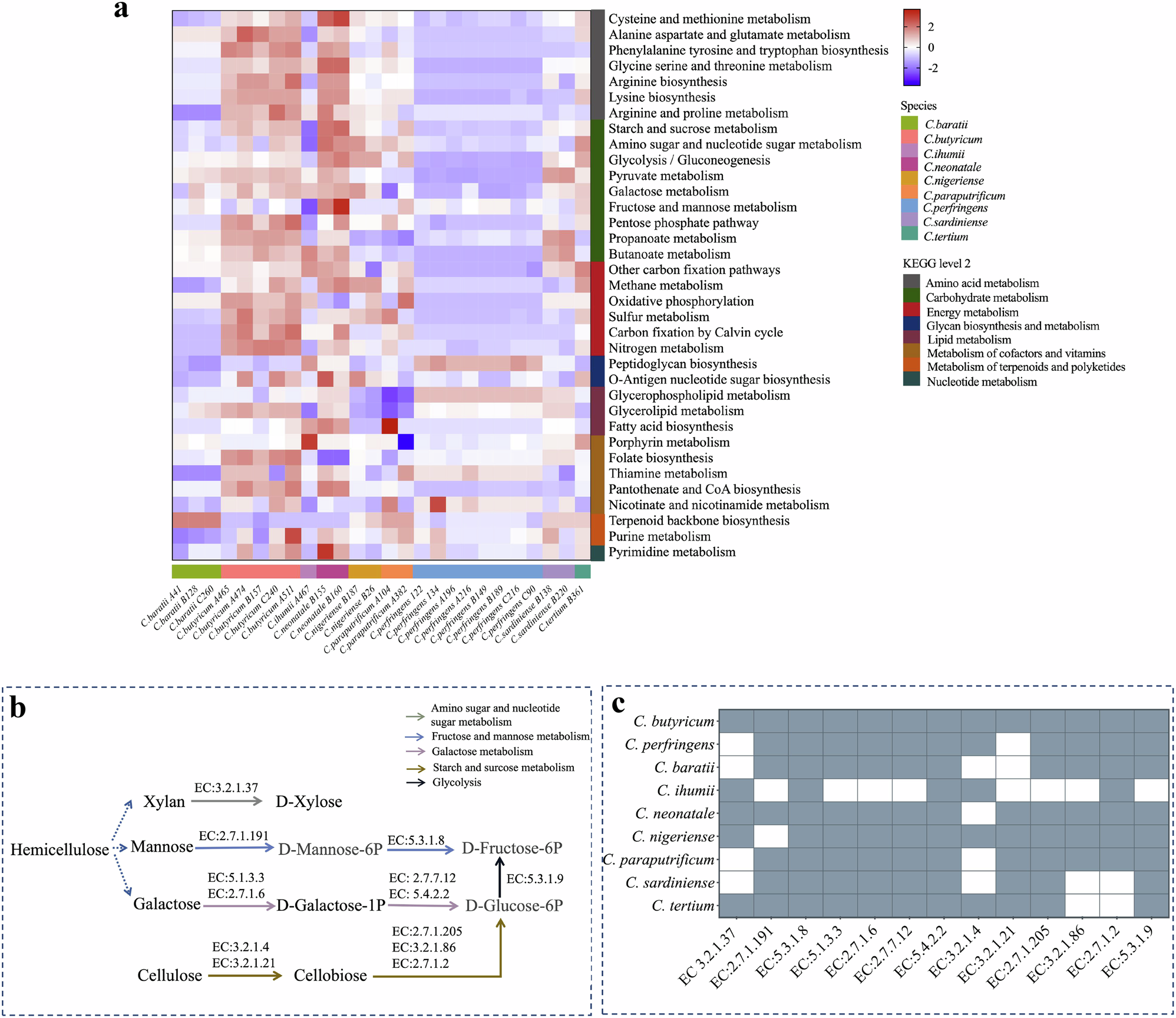 Fig. 5: KEGG analysis of lignocellulose degradation by Clostridium in the gut of giant pandas.
