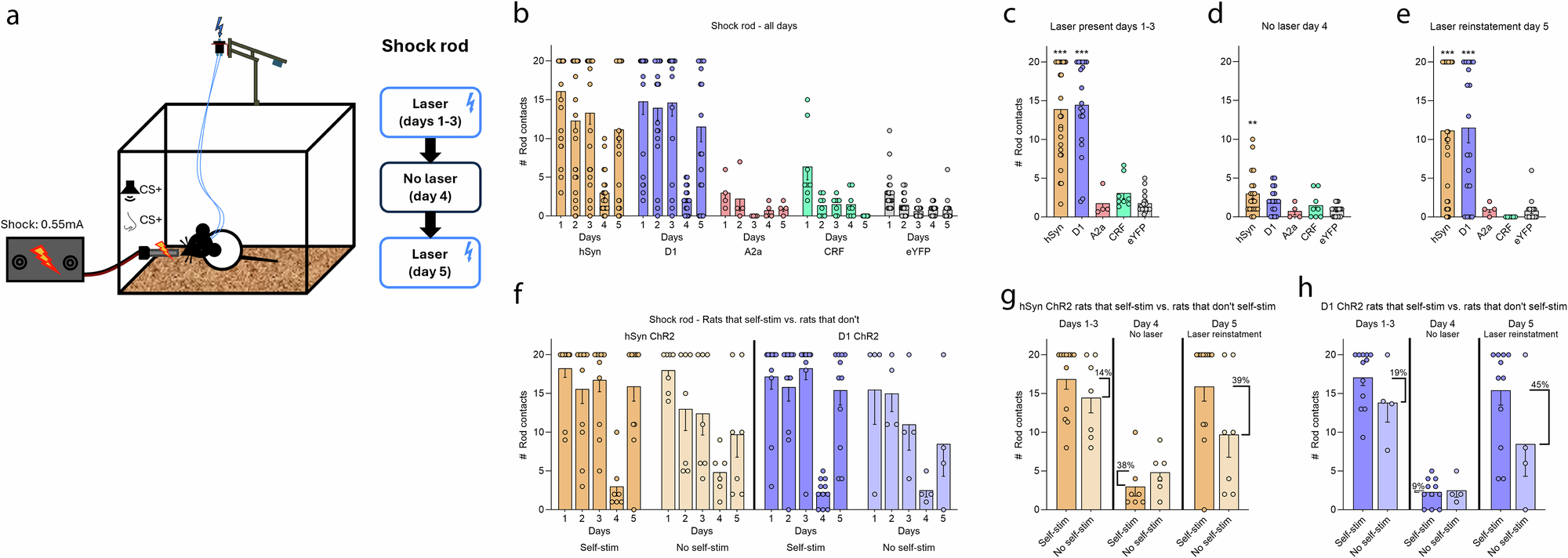 Fig. 2: CeA hSyn or D1 ChR2 creates shock rod attraction.