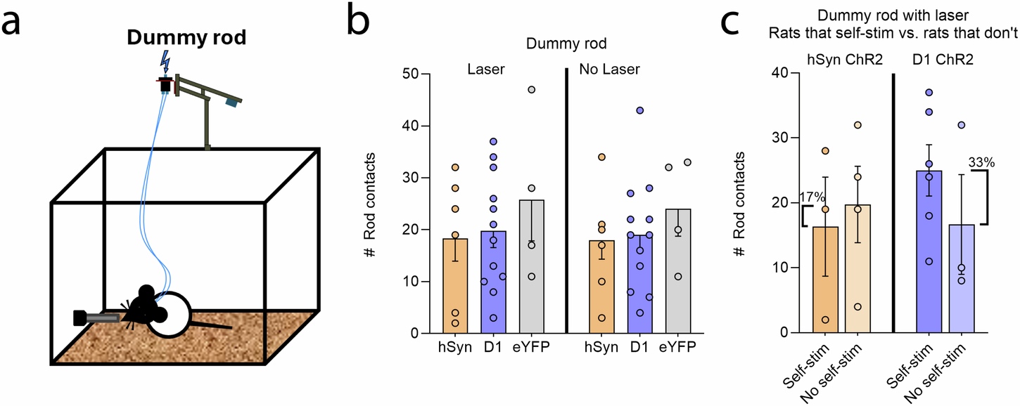 Fig. 4: CeA hSyn and D1 ChR2 rats do not show attraction to a dummy rod.