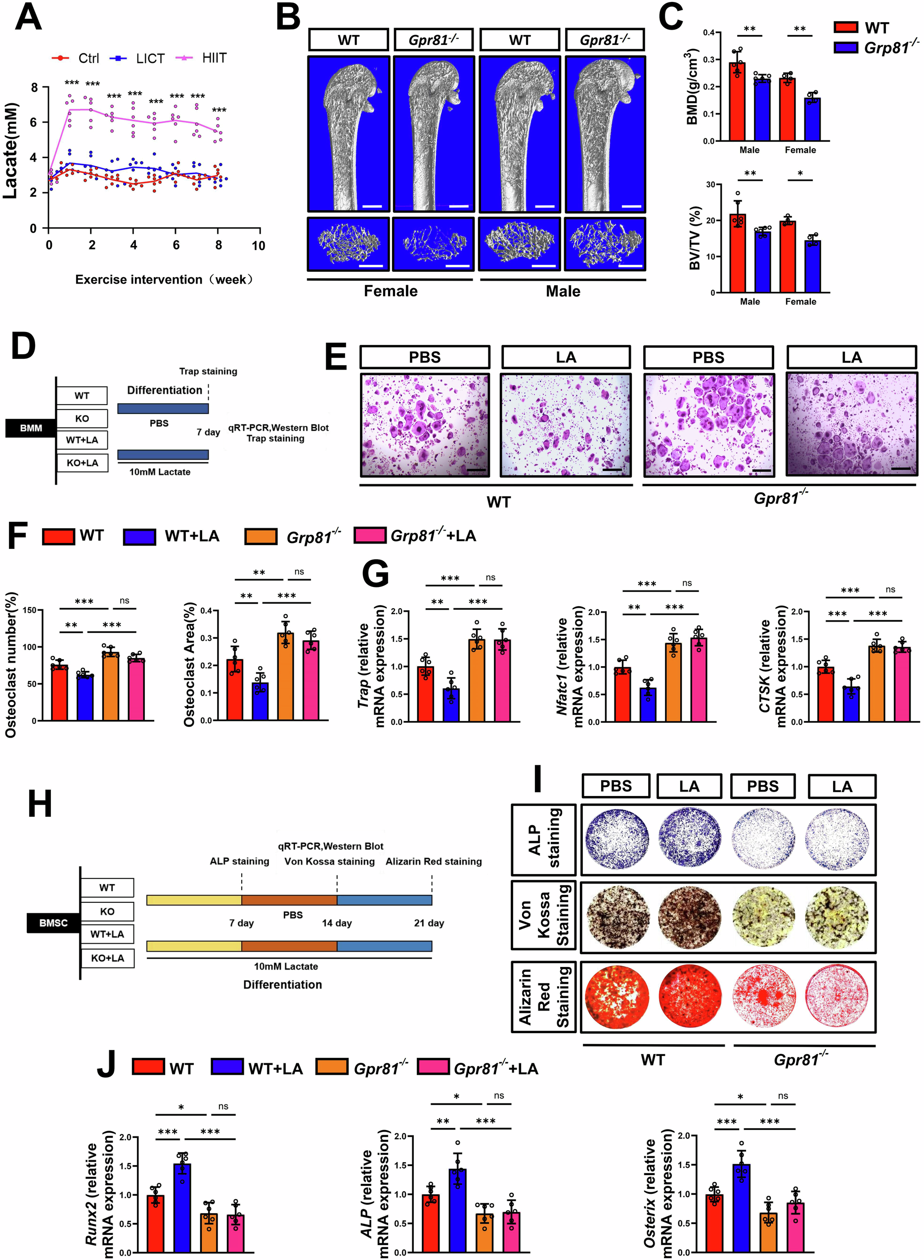 Fig. 3: Lactate inhibits osteoclast differentiation and promotes osteoblast differentiation via Gpr81.